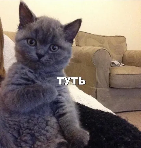 Мемология: LOLcats или Котомемчики #2