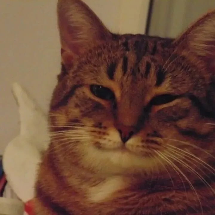 Мемология: LOLcats или Котомемчики #4