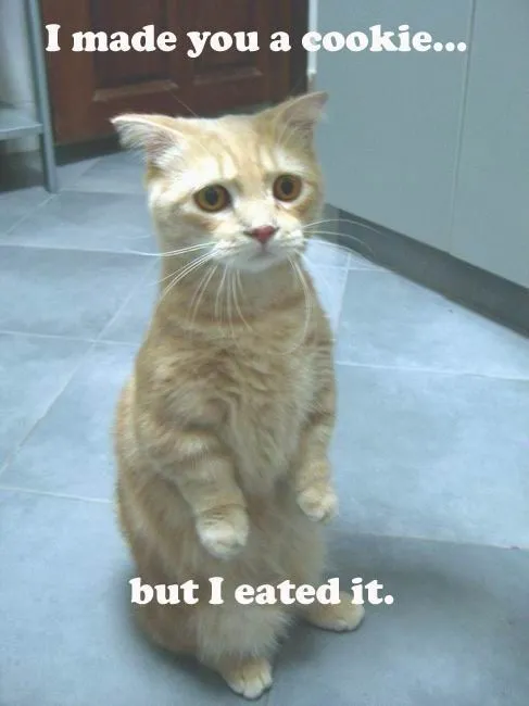 Мемология: LOLcats или Котомемчики #10