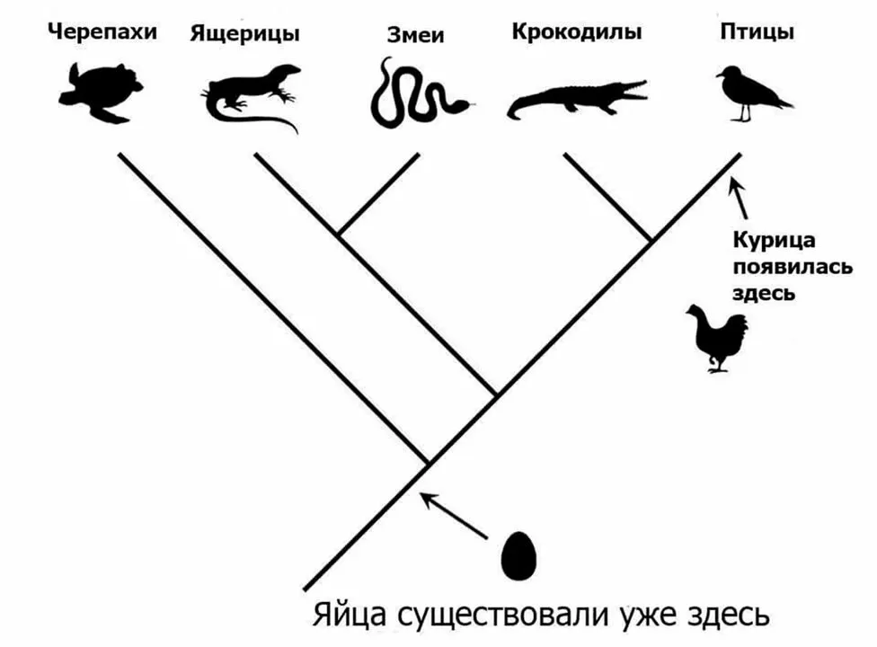 Курица или яйцо? #2