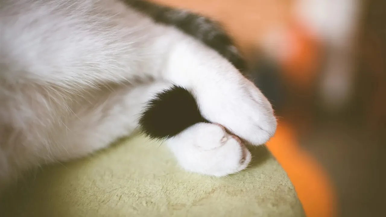 Зачем кошке хвост? #2