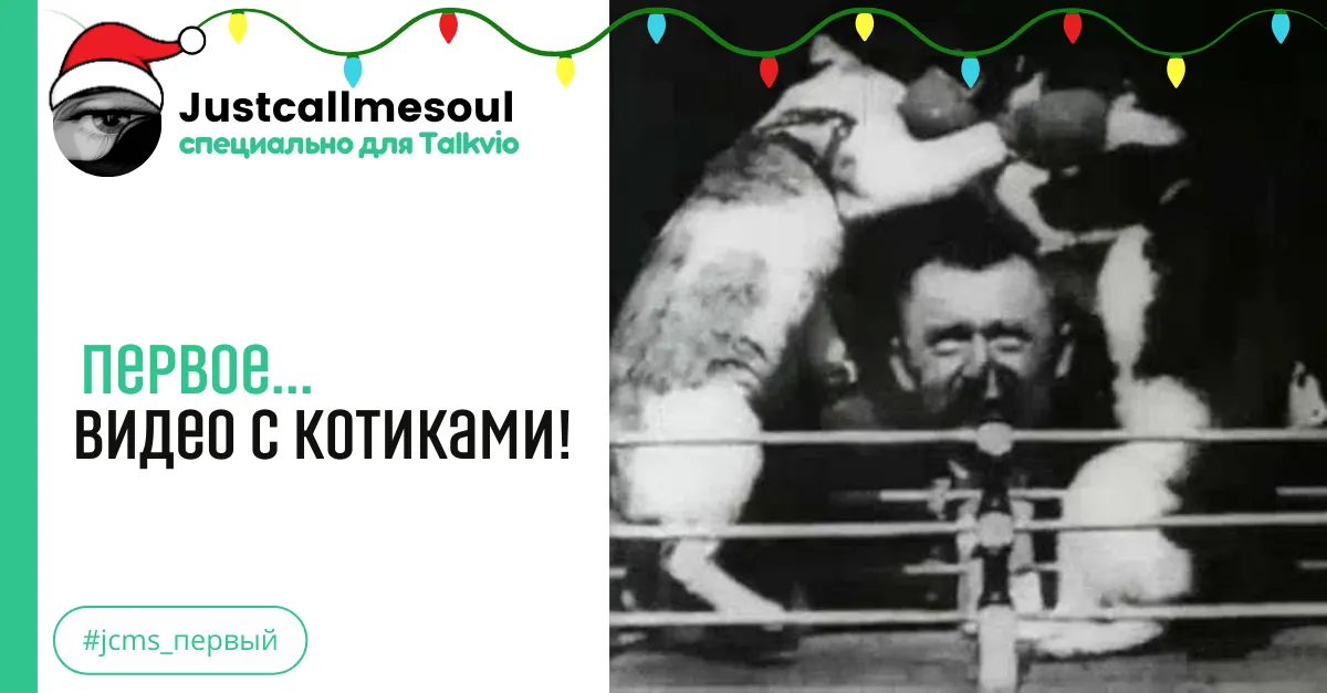 Первое: Видео с котиками! #2