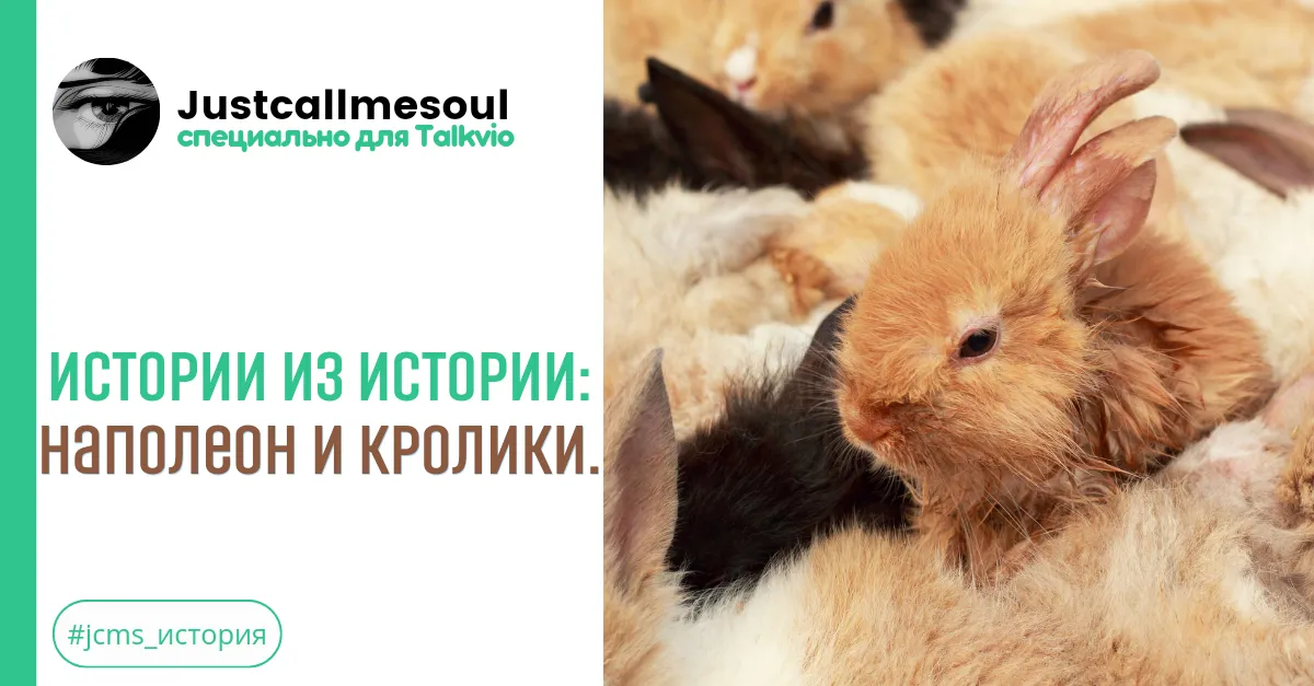 Истории из Истории!: Наполеон и кролики. #2