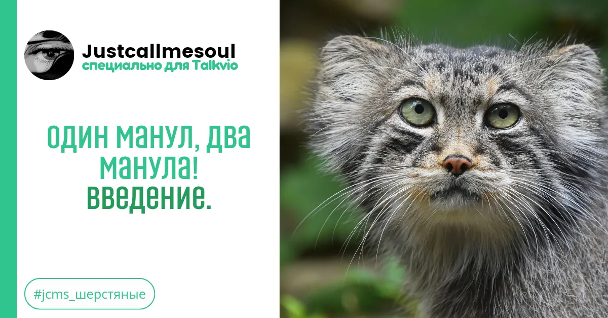 Один манул, два манула!: Введение. #2