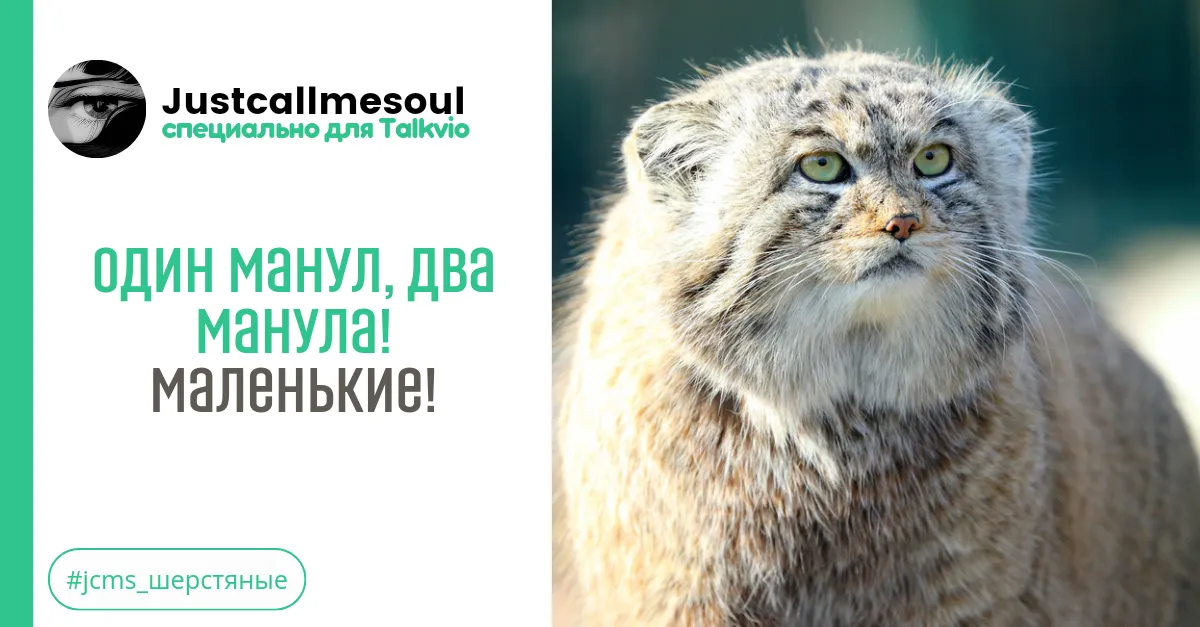 Один манул, два манула!: Маленькие! #2