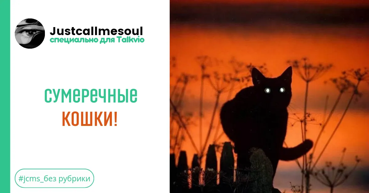 Сумеречные кошки! #2