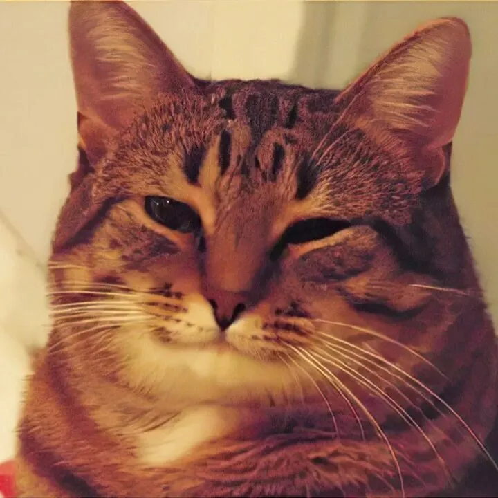 Котовикинги! :D #3
