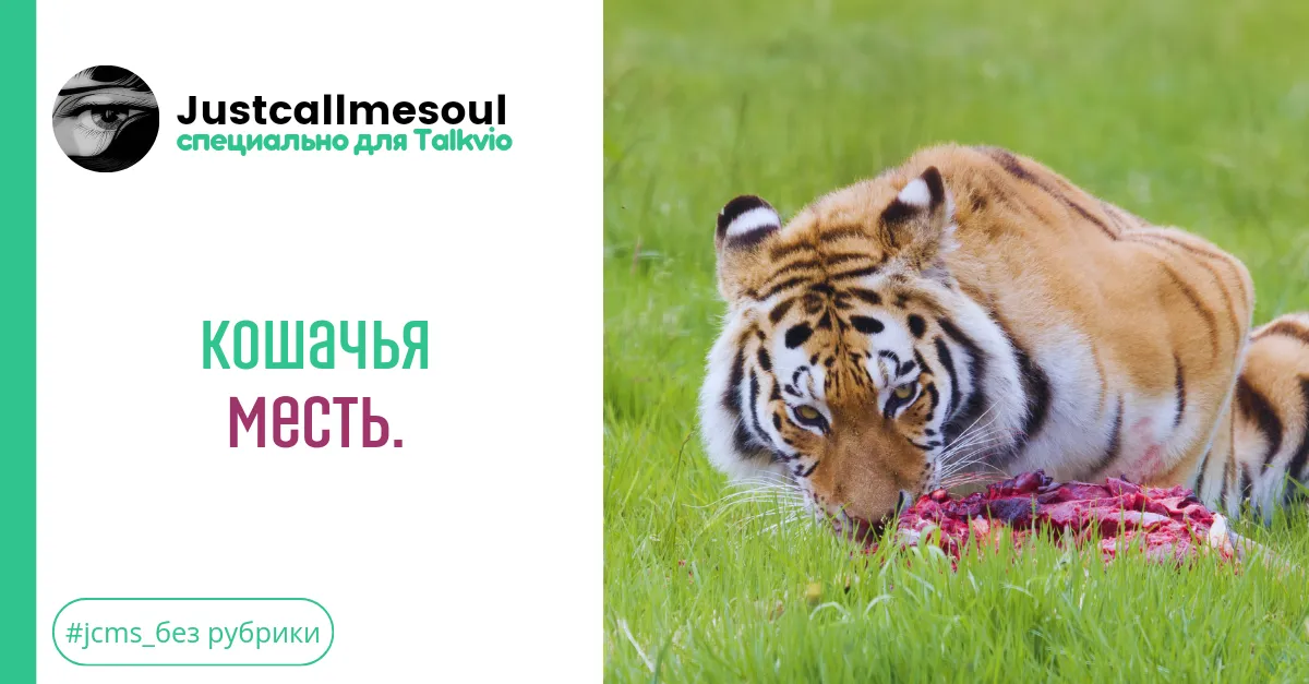 Кошачья месть. #2
