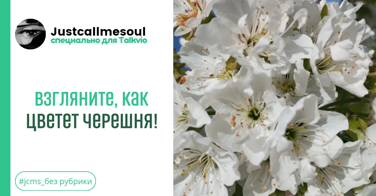 Взгляните, как цветет черешня! #2
