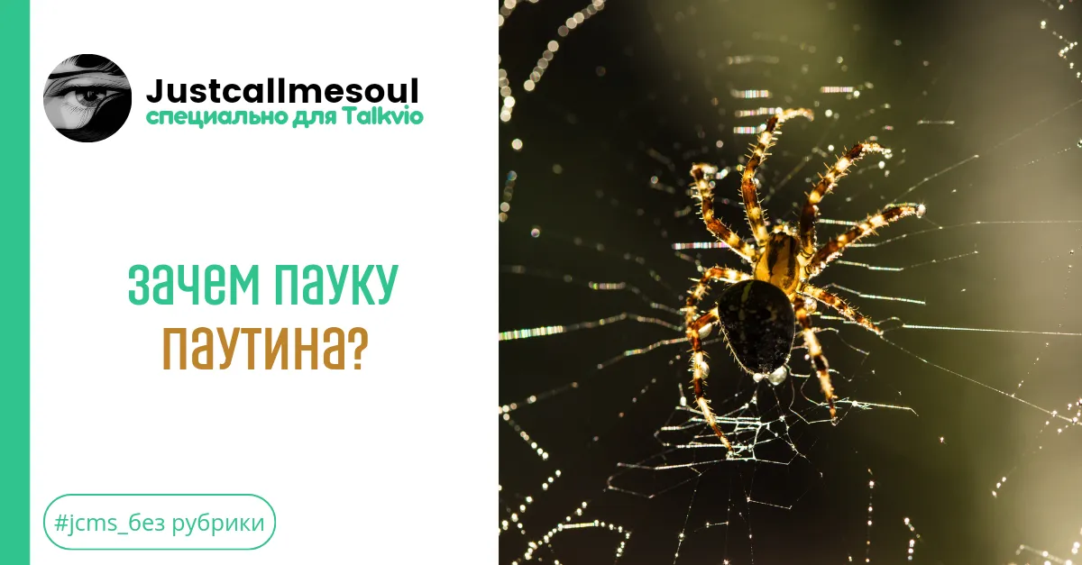 Зачем пауку паутина? #1