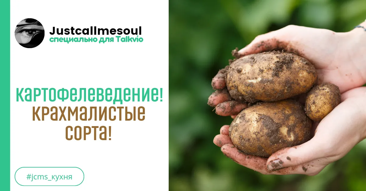 Картофелеведение: Крахмалистые сорта! #1