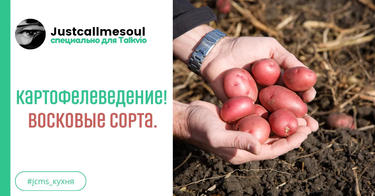 Картофелеведение: Восковые сорта. #1