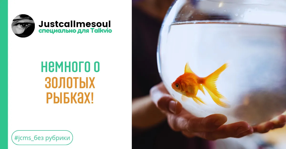 Немного о золотых рыбках! #1