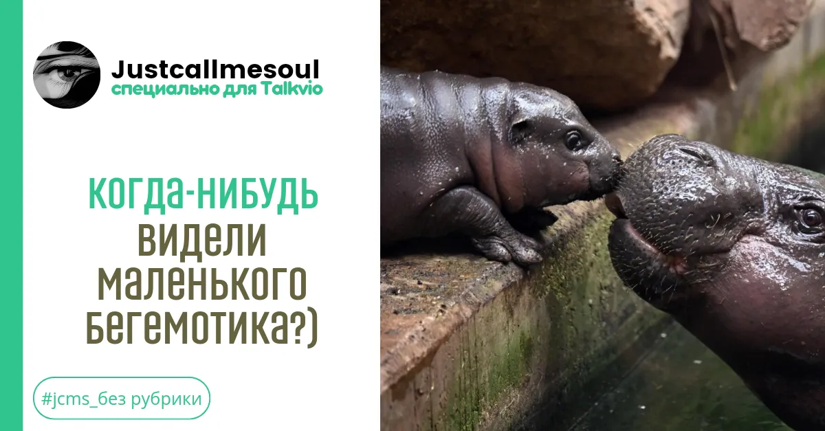 Когда-нибудь видели маленького бегемотика?) #1
