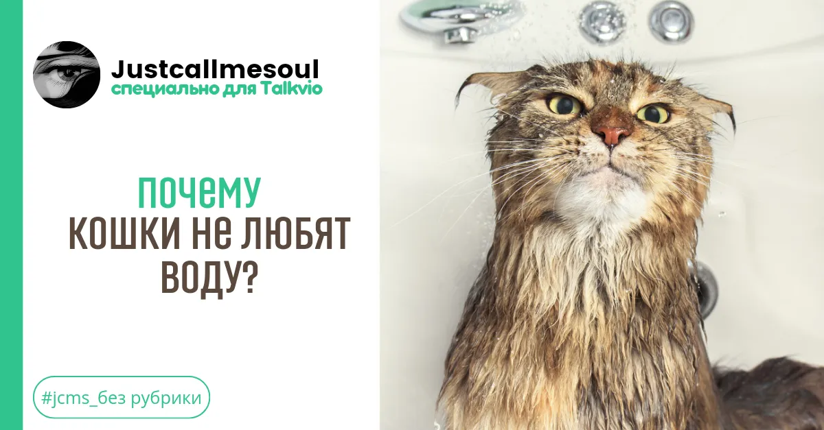 Почему кошки не любят воду? #1