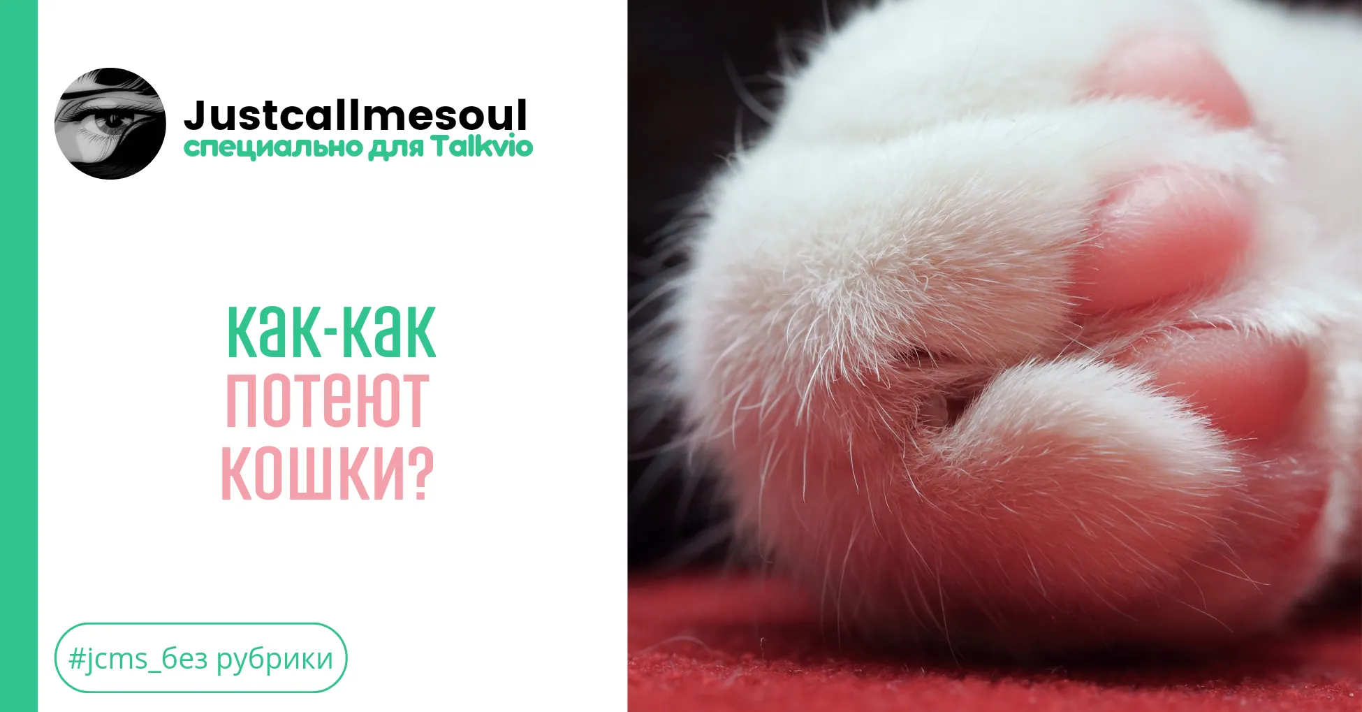 Как-как потеют кошки? #1