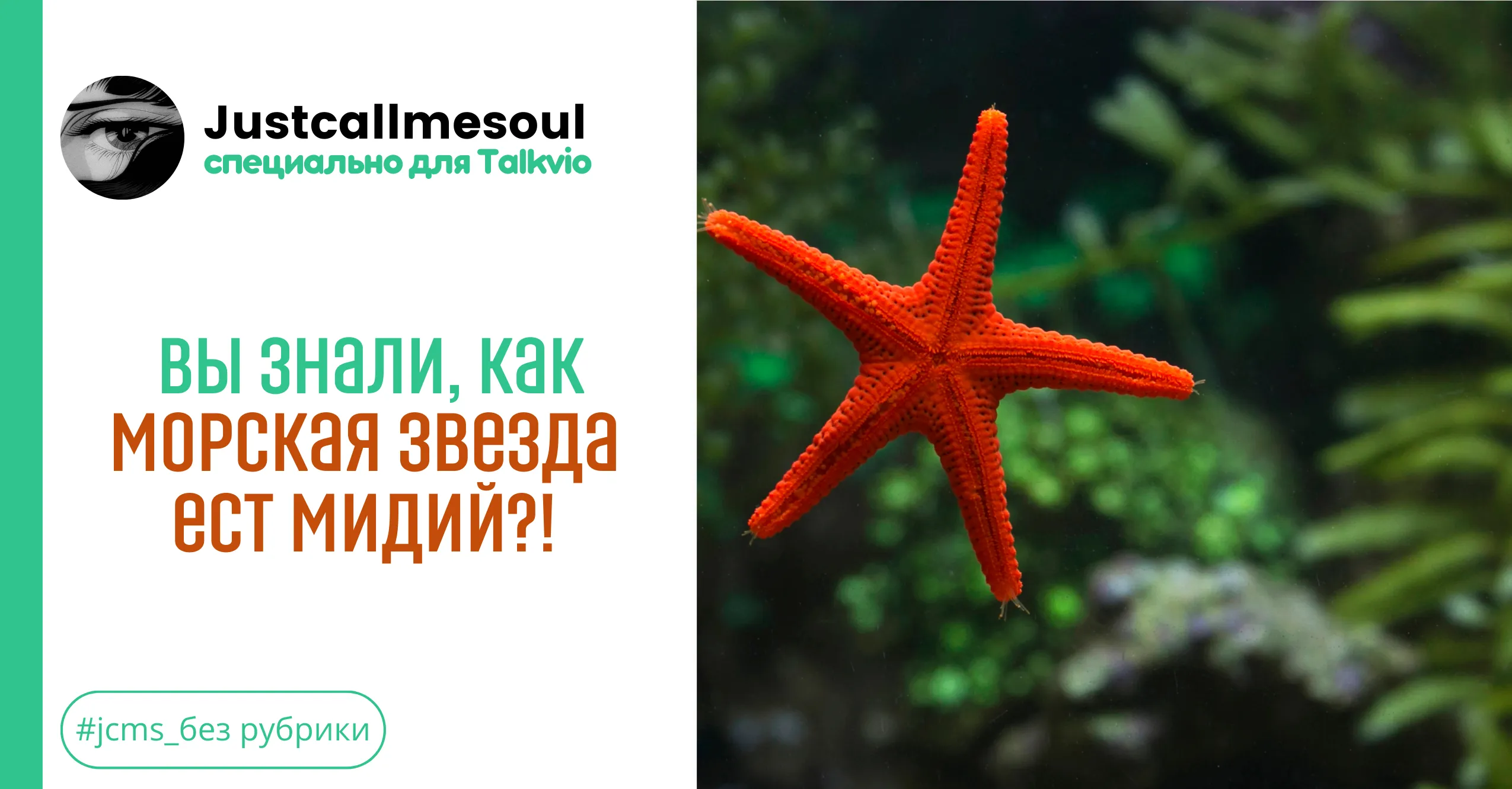 Вы знали, как морская звезда ест мидий? #1