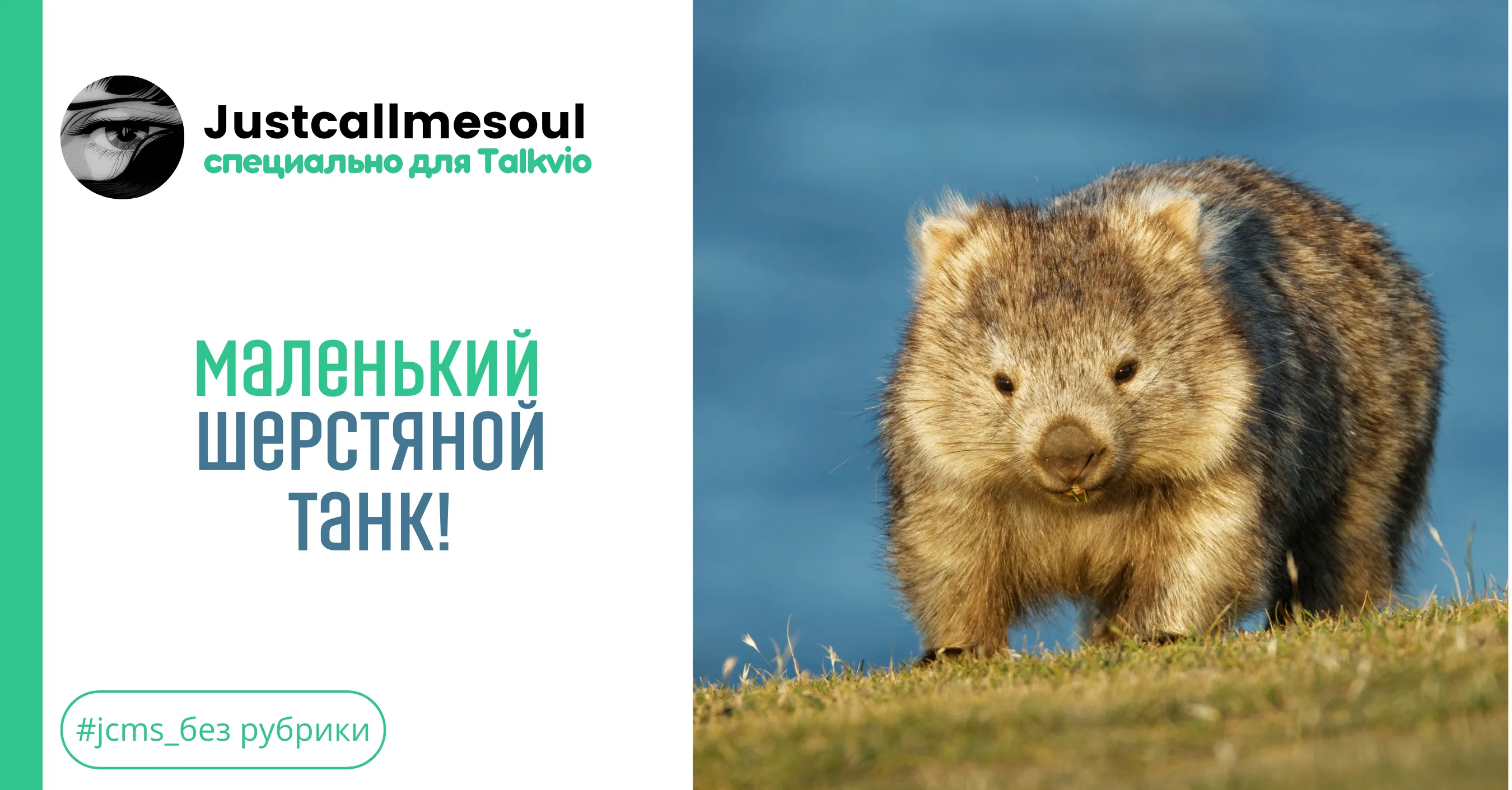 Маленький шерстяной танк! #1