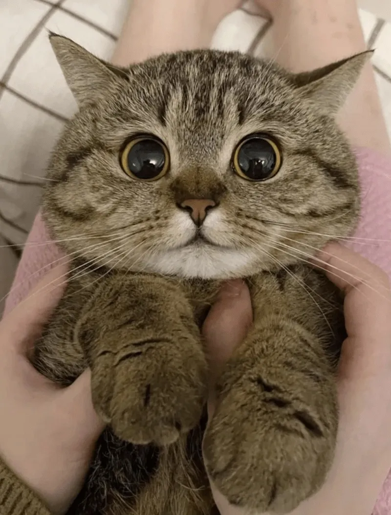 Принесла вам котю! #3