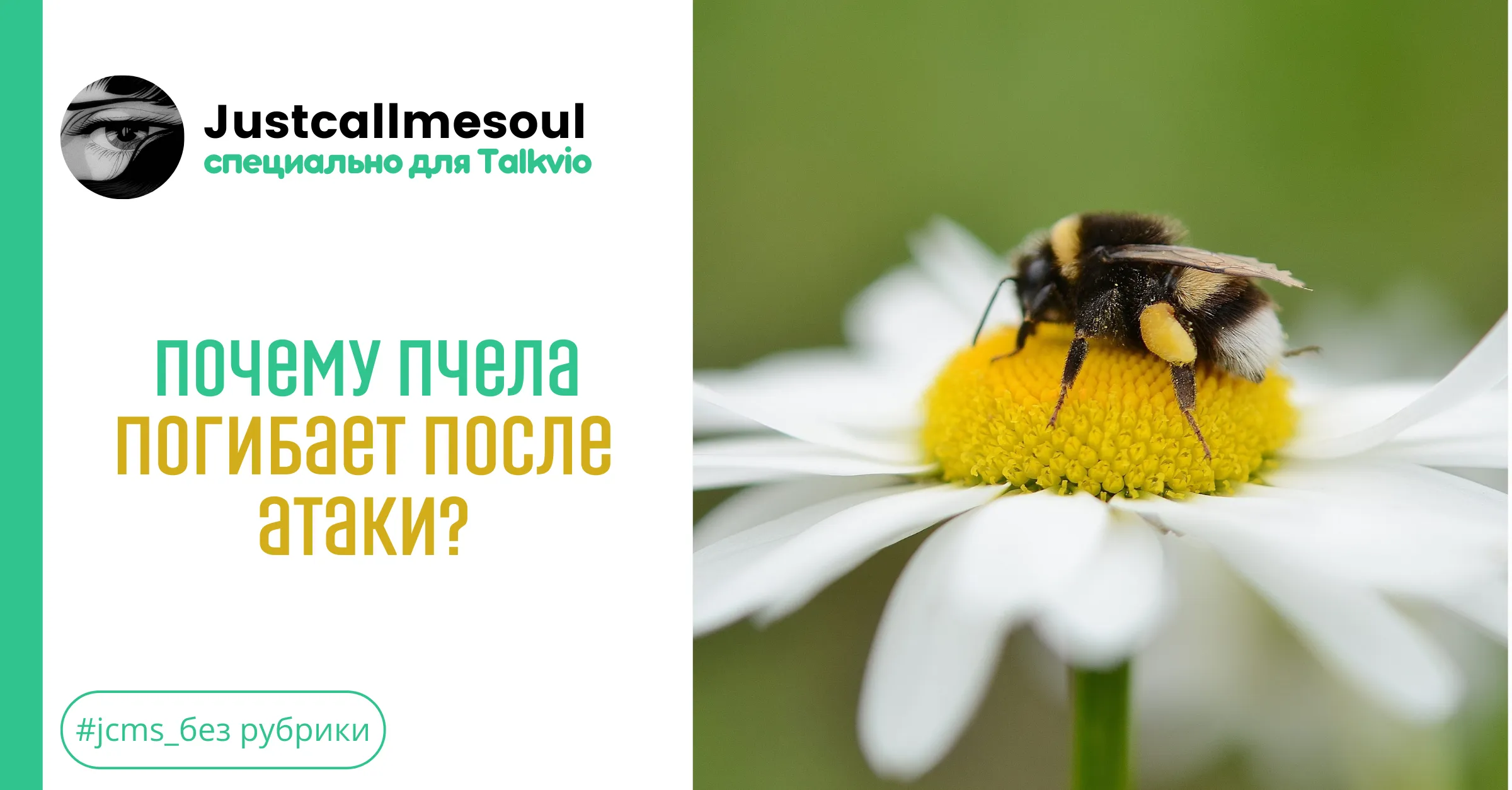 Почему пчела погибает после атаки? #1