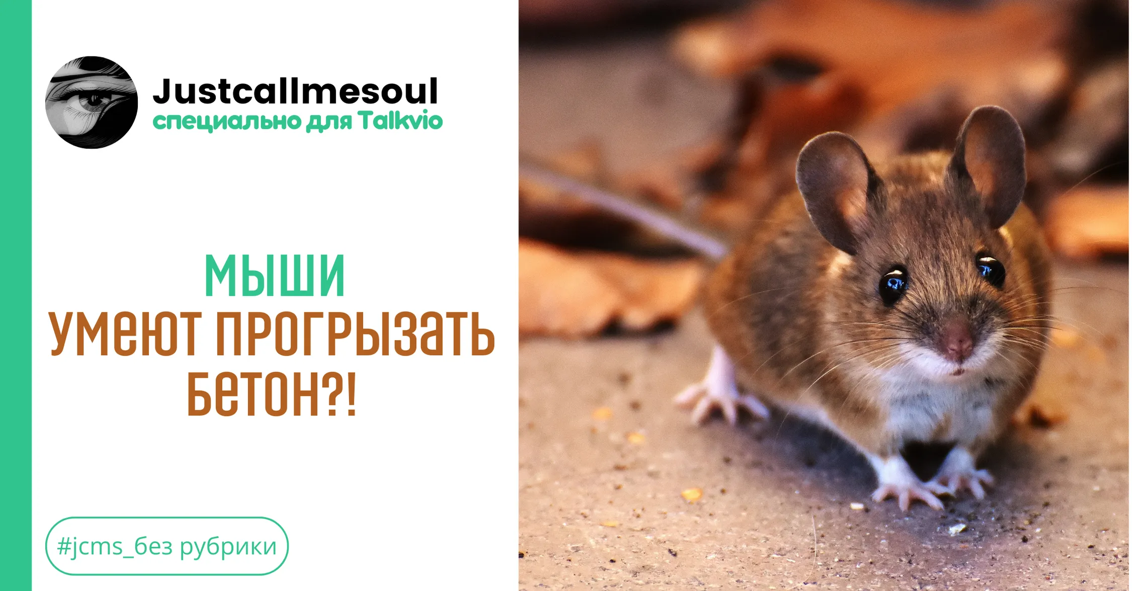 Мыши умеют прогрызать бетон?! #1
