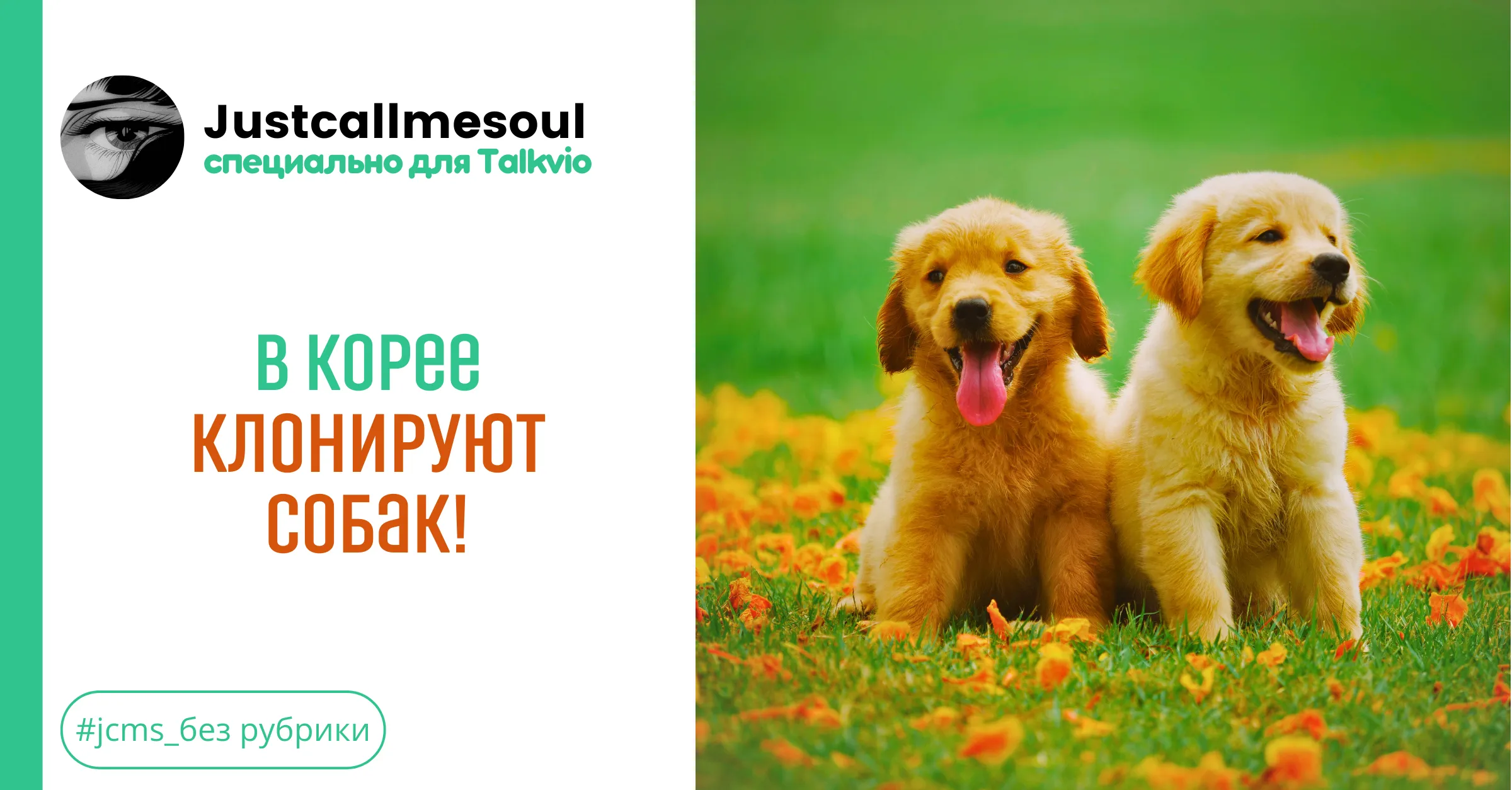 В Корее клонируют собак! #1