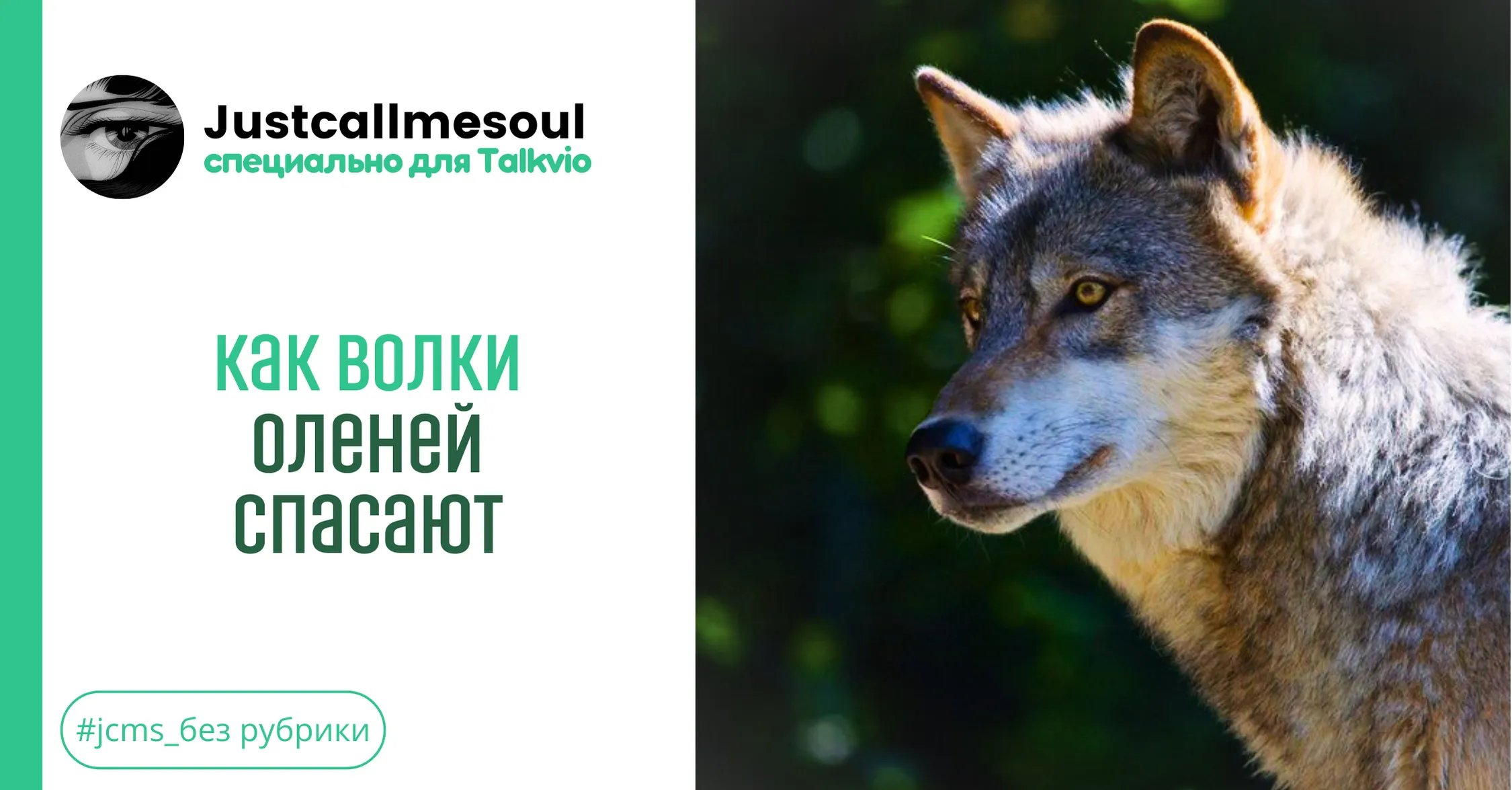 Как волки оленей спасают #1