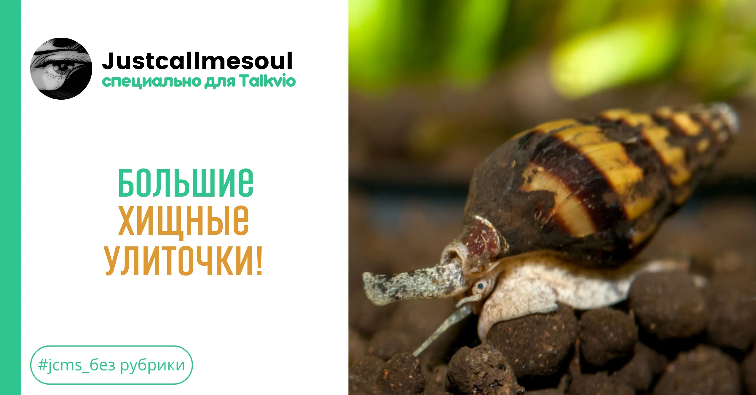 Большие хищные улиточки! #1