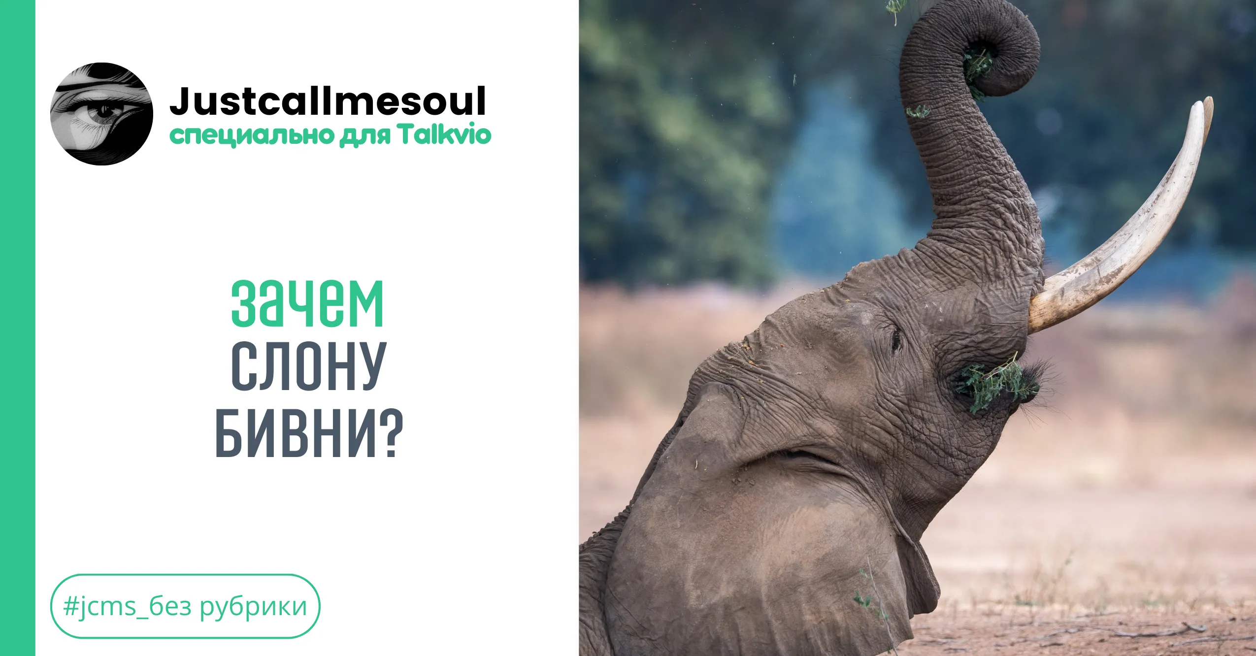 Зачем слону бивни? #1