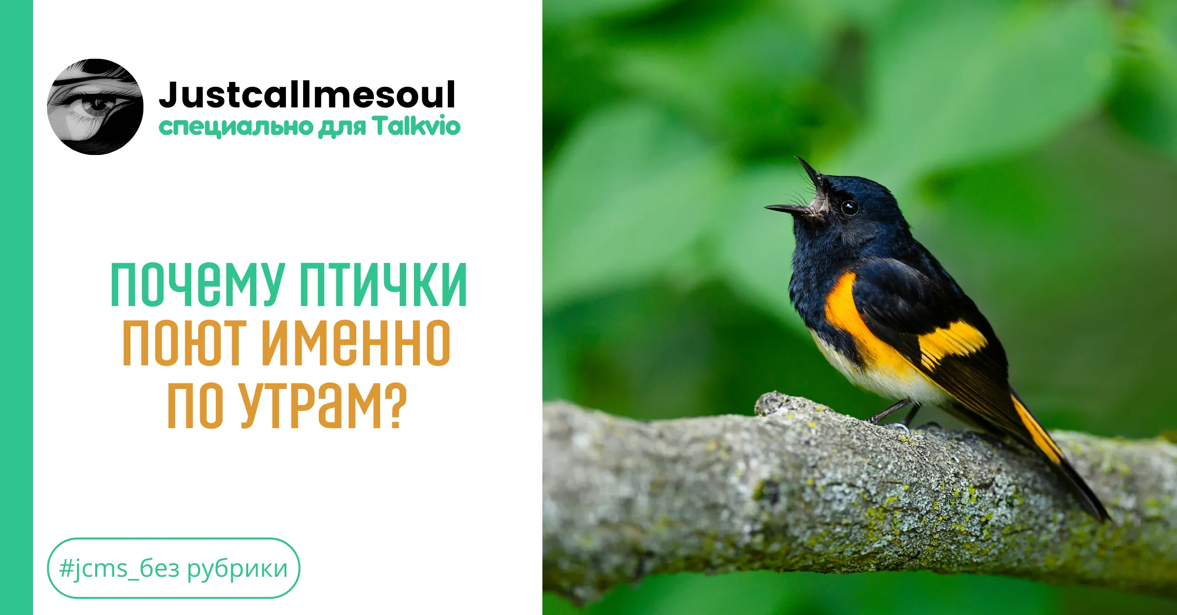 Почему птички поют именно по утрам?! #1