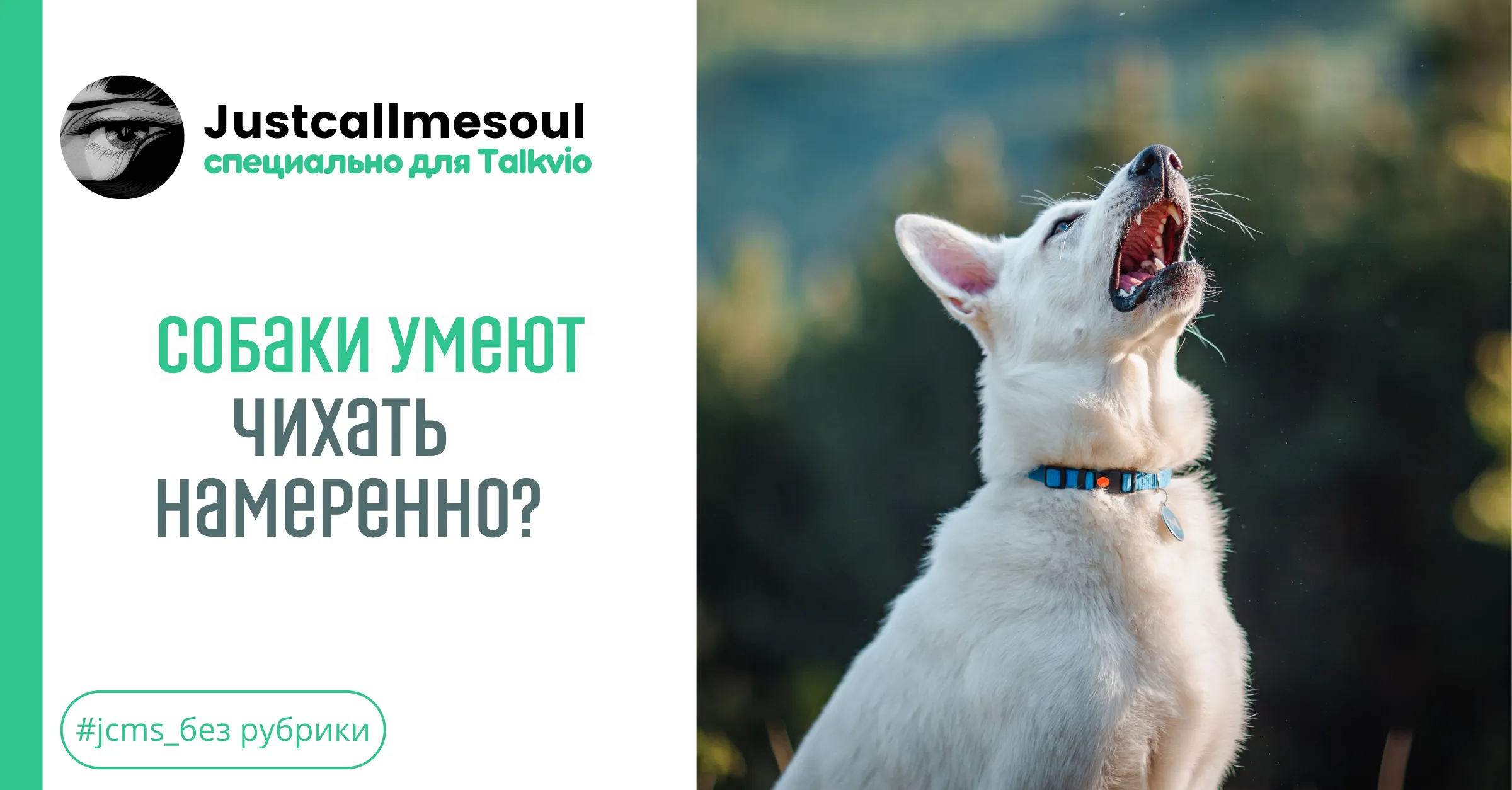 Собаки умеют чихать намеренно? #1
