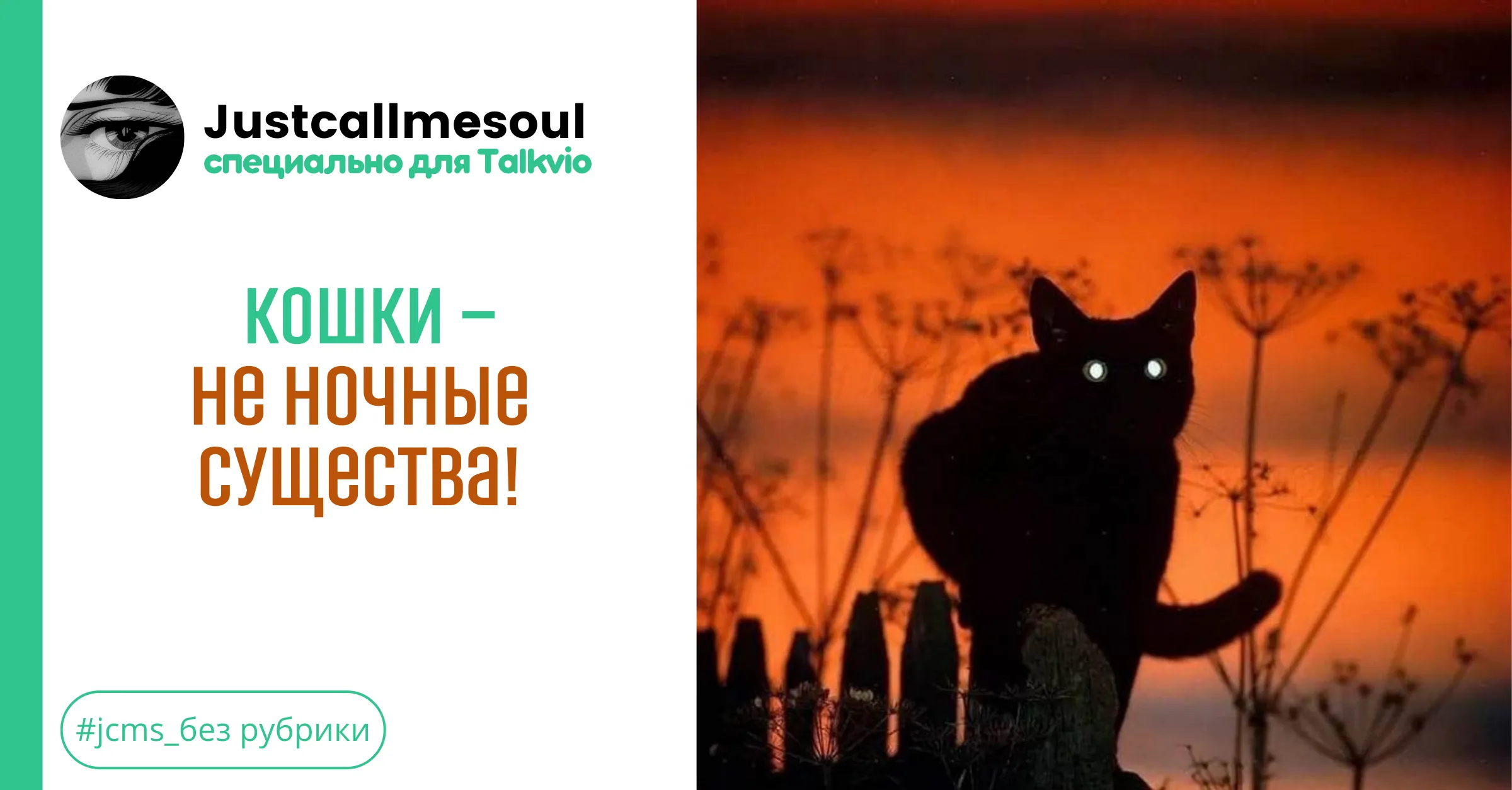 Кошки — не ночные существа! #1