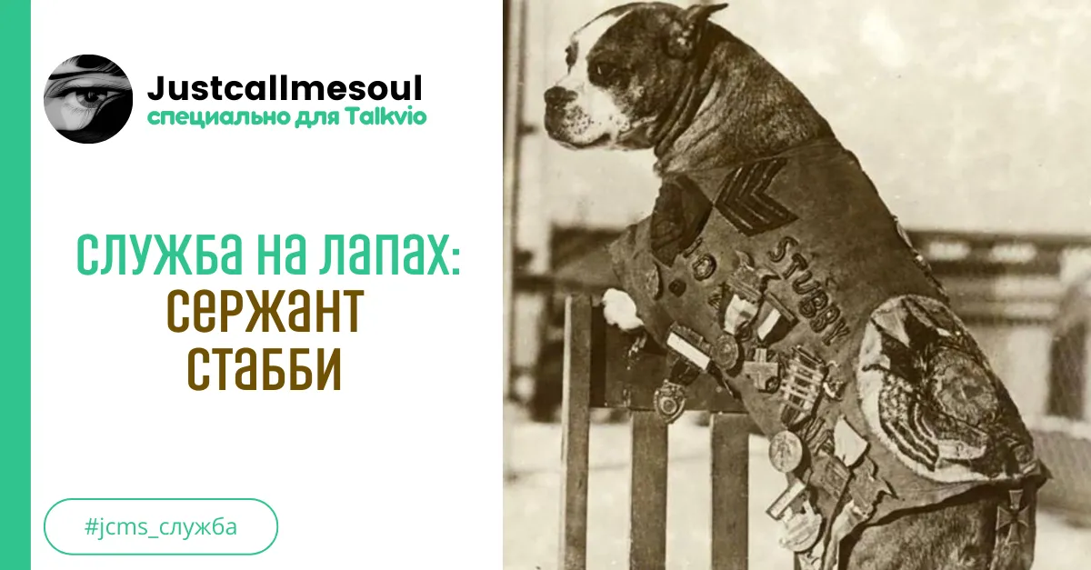 Служба на лапах: Сержант Стабби #1