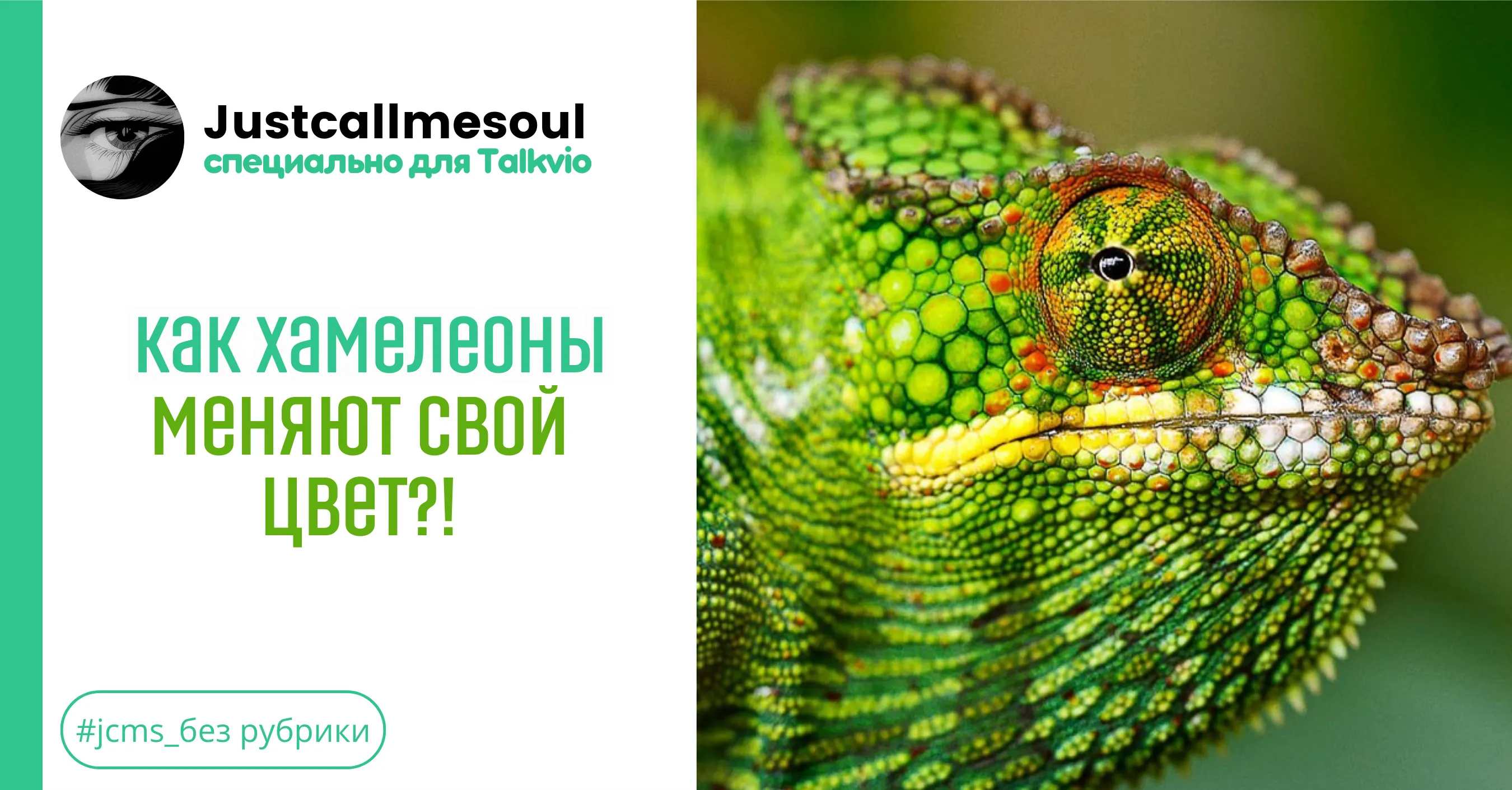 Как хамелеоны меняют свой цвет?! #1
