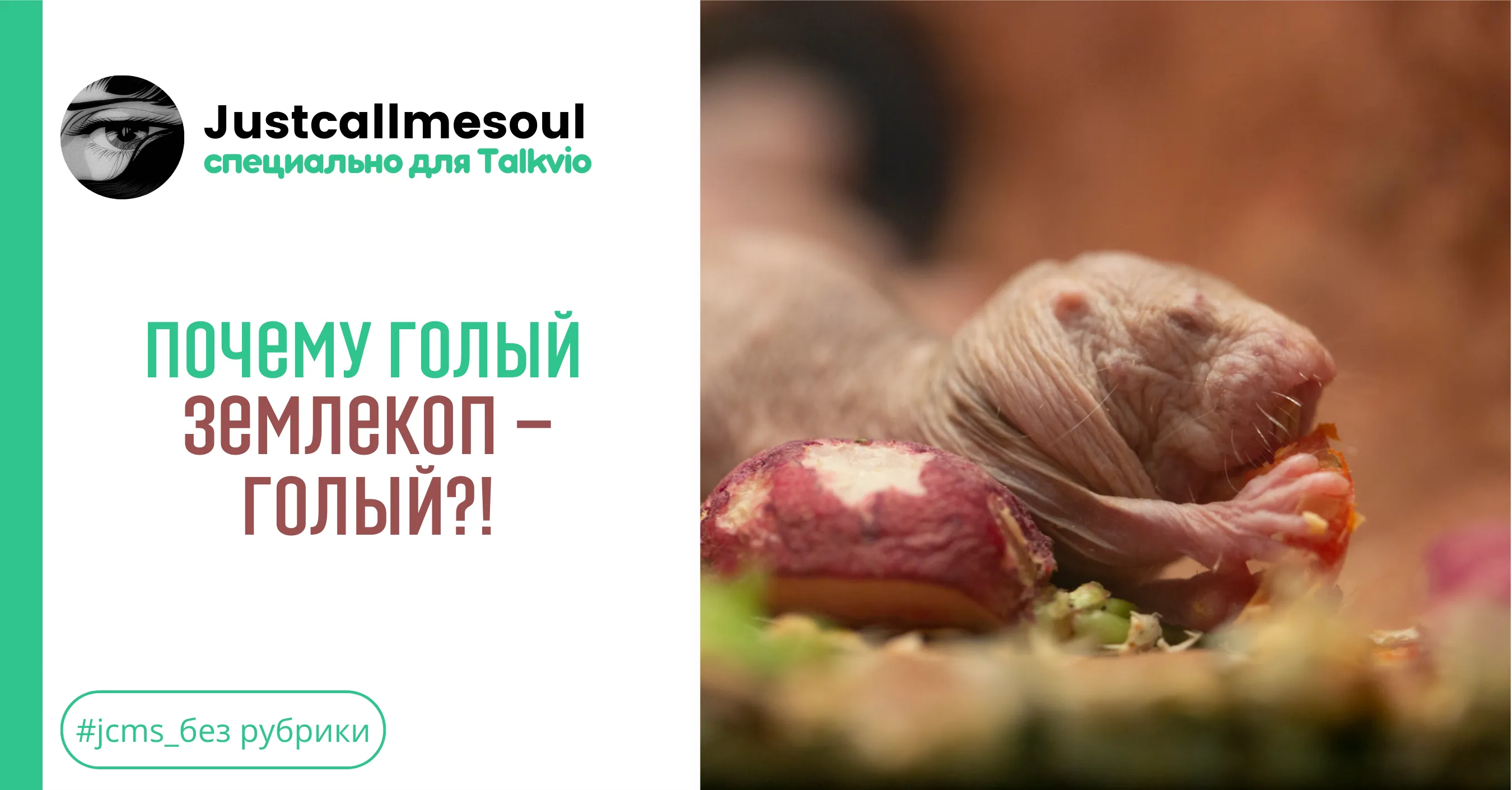 Почему голый землекоп — голый?! #1