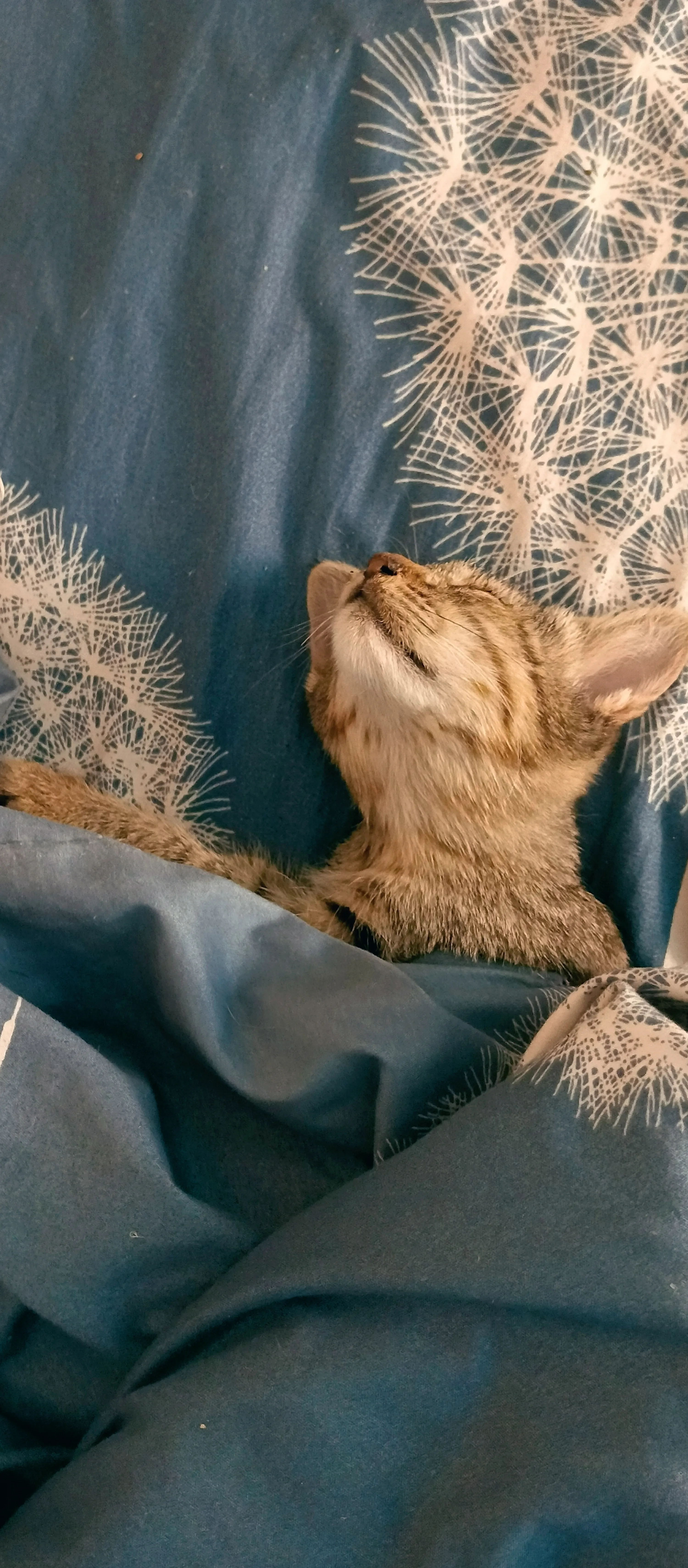 Всем спокойной ночи! :3 #1