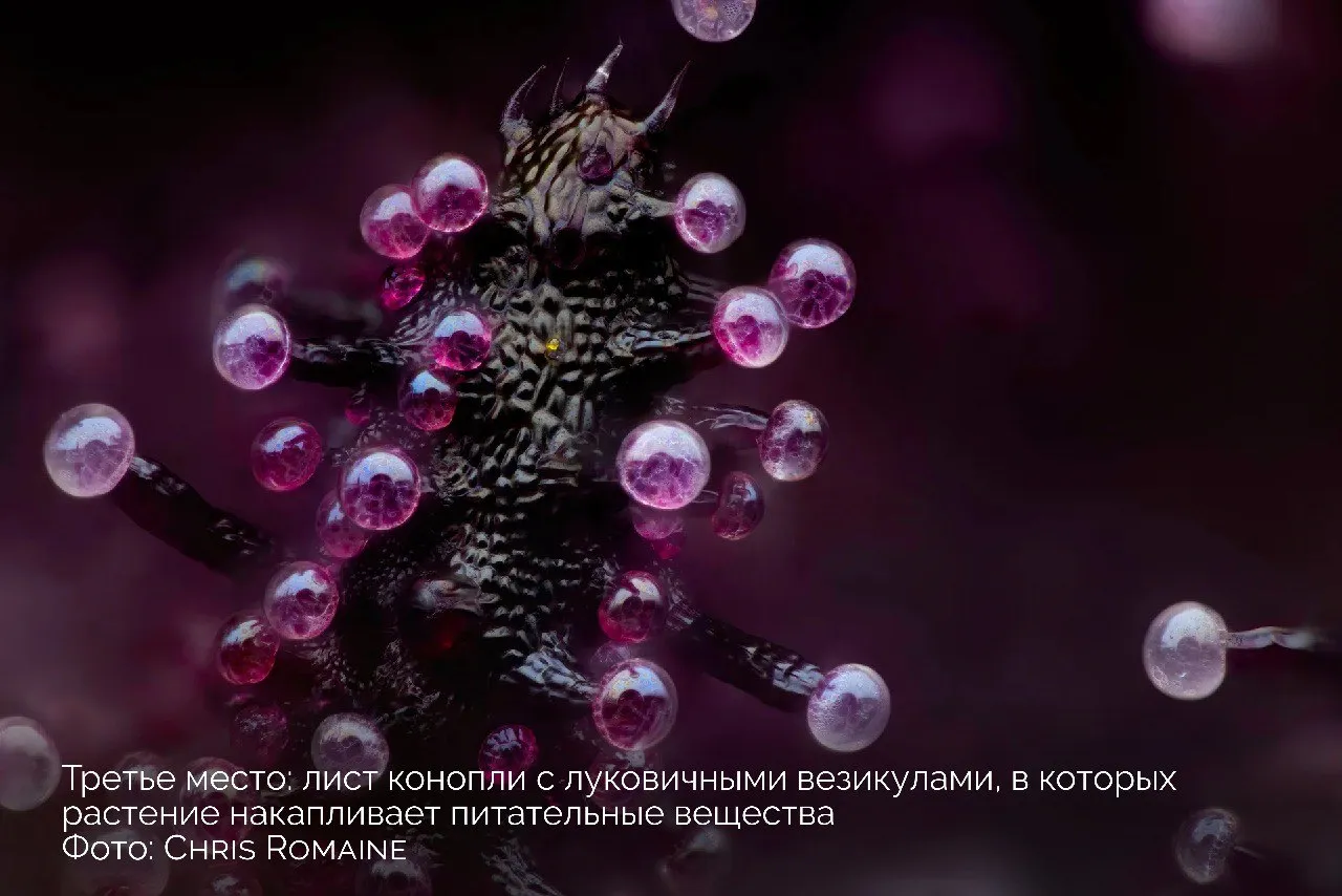 Принесла вам победителей! #4