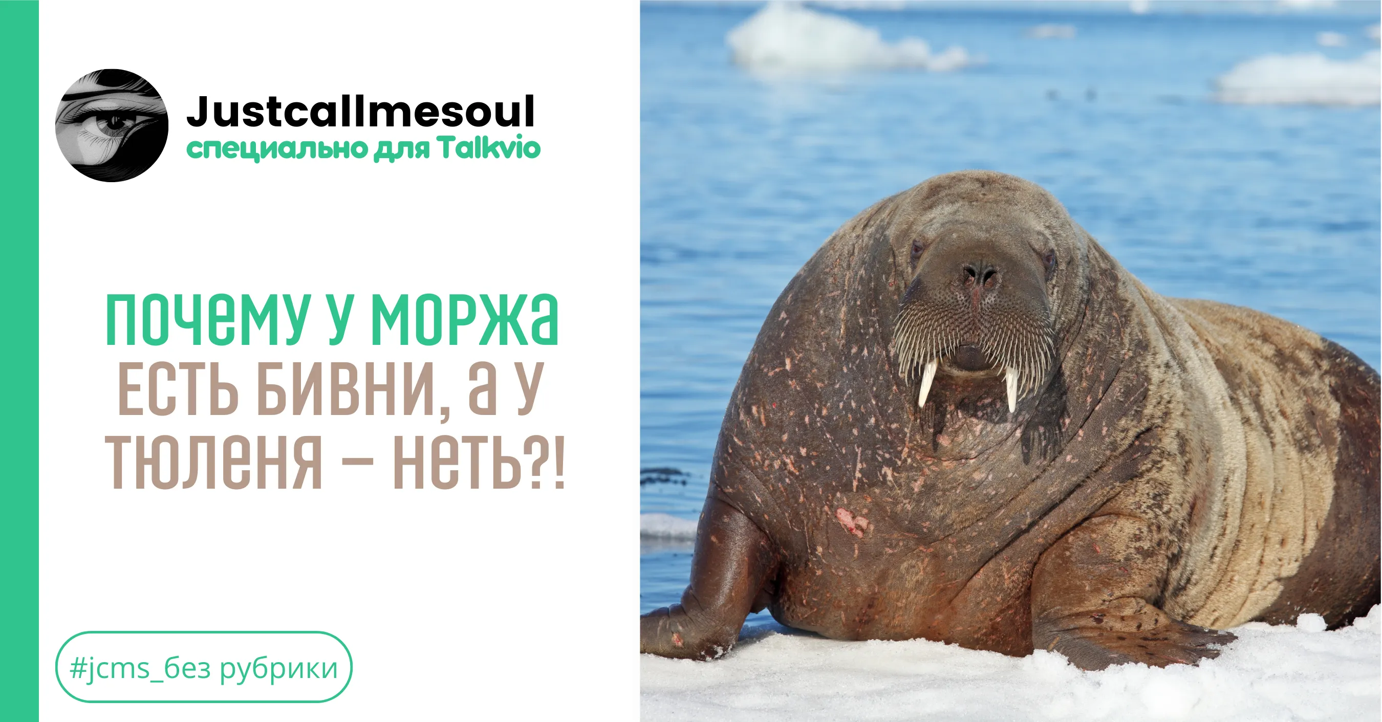 Почему у моржа есть бивни, а у тюленя — неть?! #1