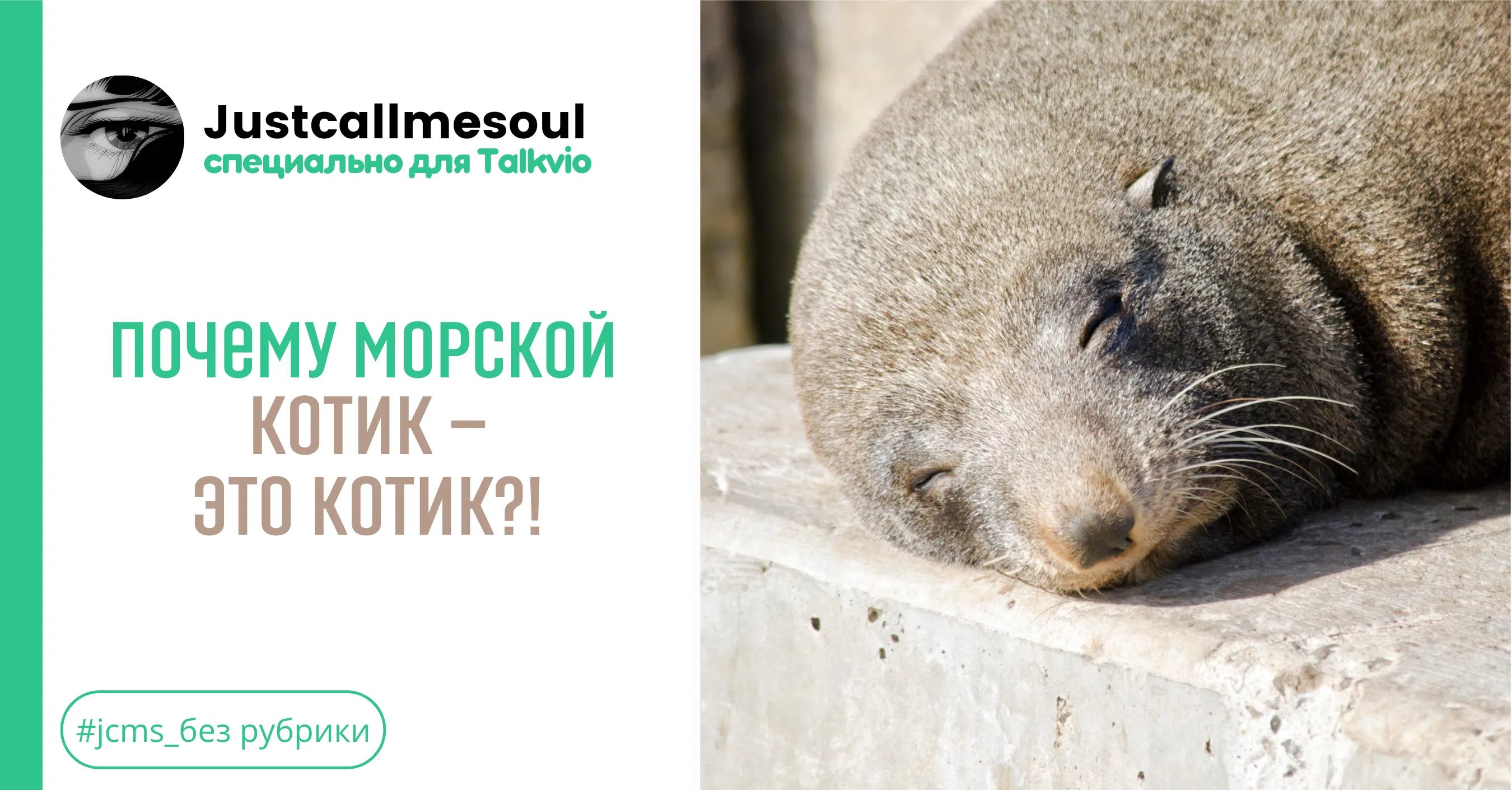 Почему морской котик — это котик?! #1