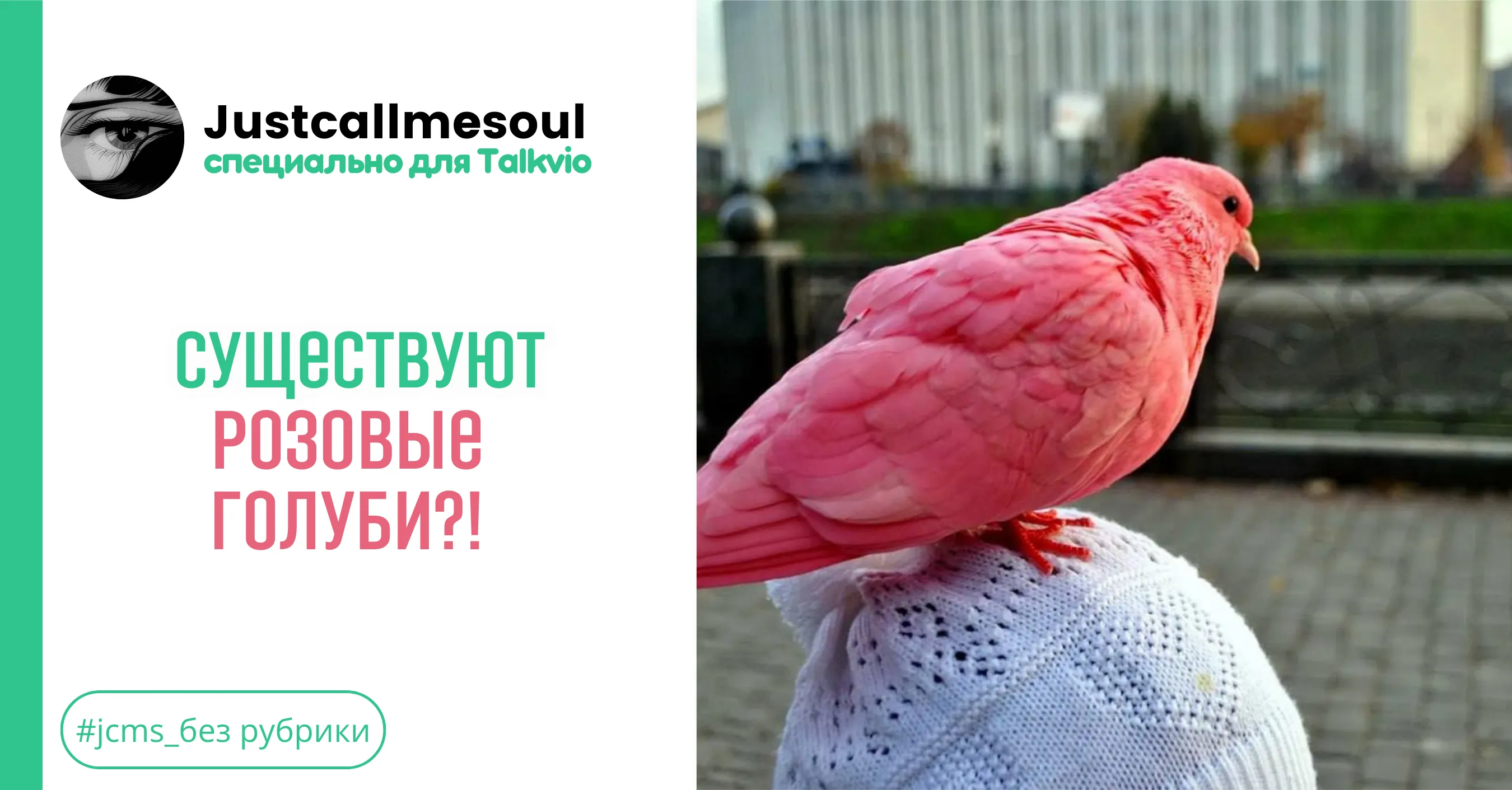 Существуют розовые голуби?! #1