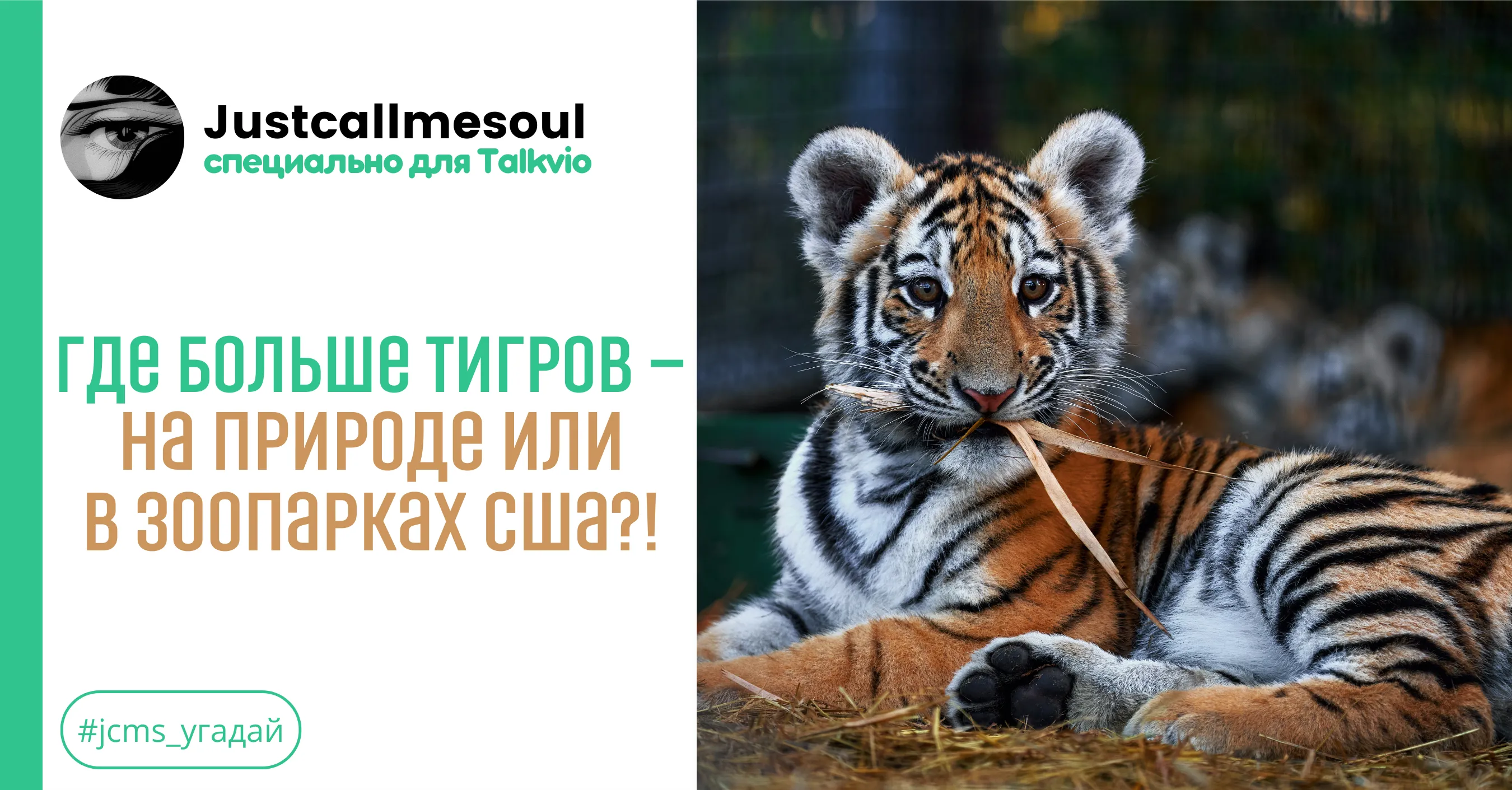 Где больше тигров — на природе или в зоопарках США?! #1