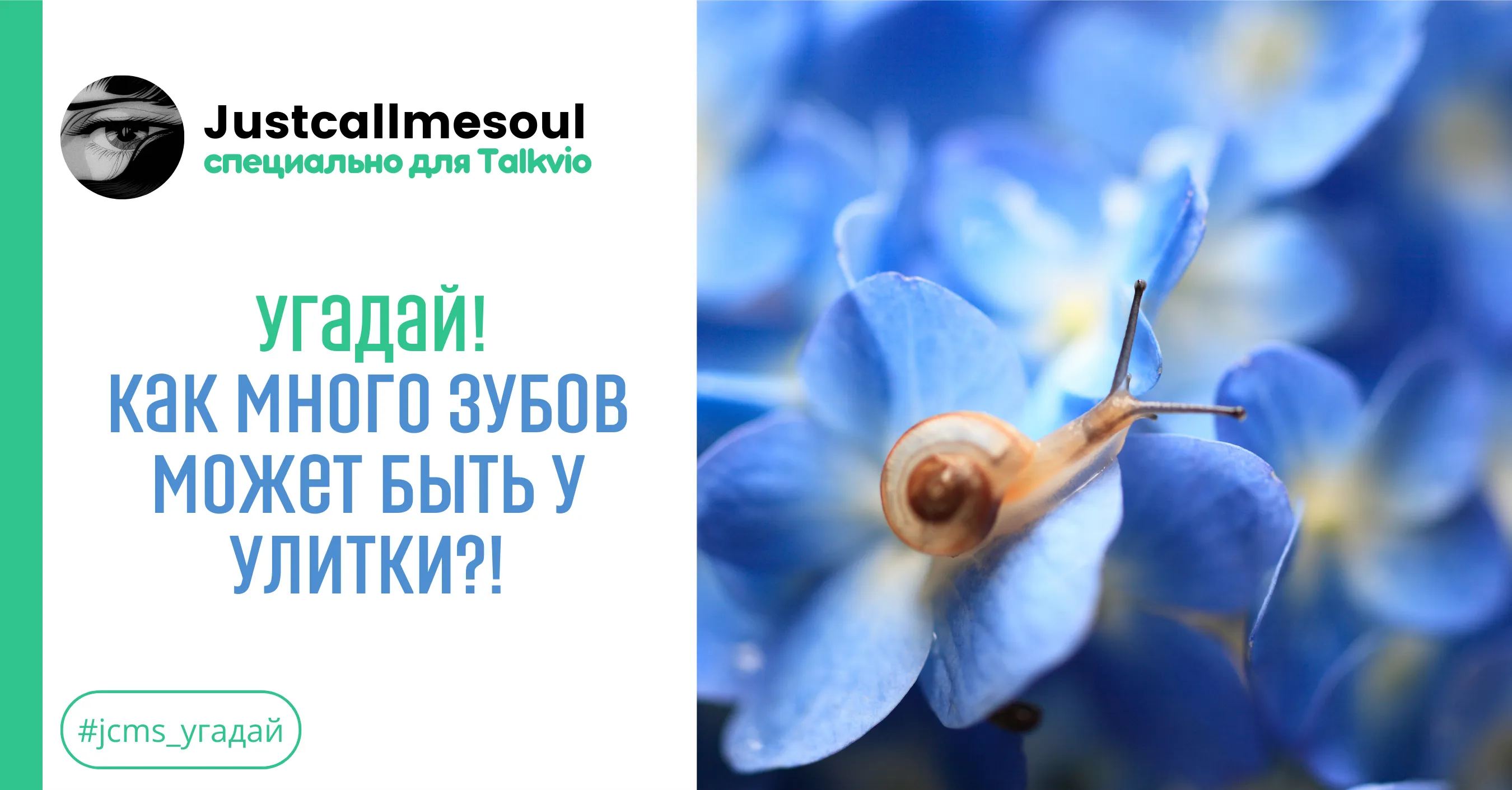 Угадай! Как много зубов может быть у улитки?! #1