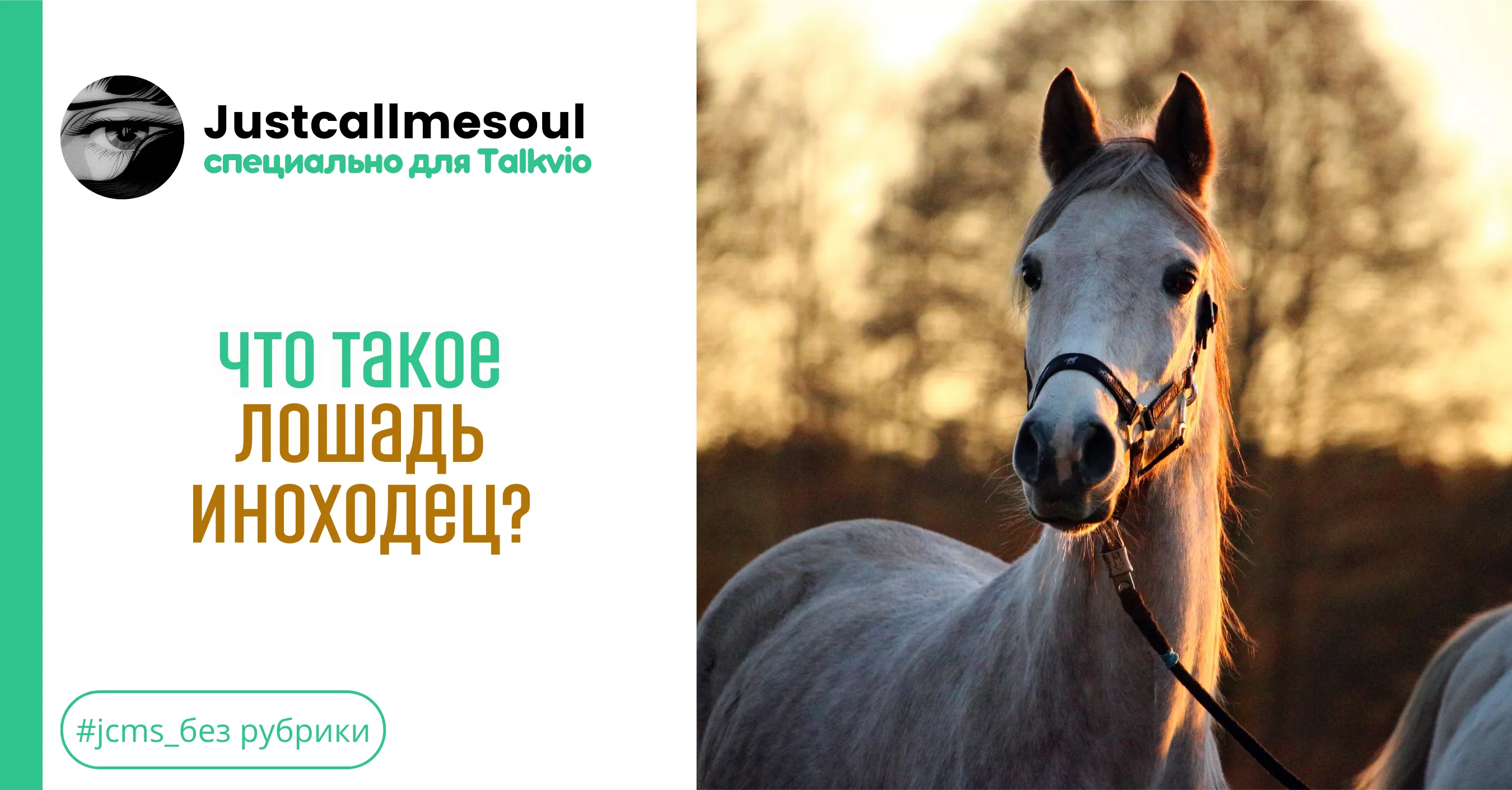 Что такое лошадь иноходец? #1