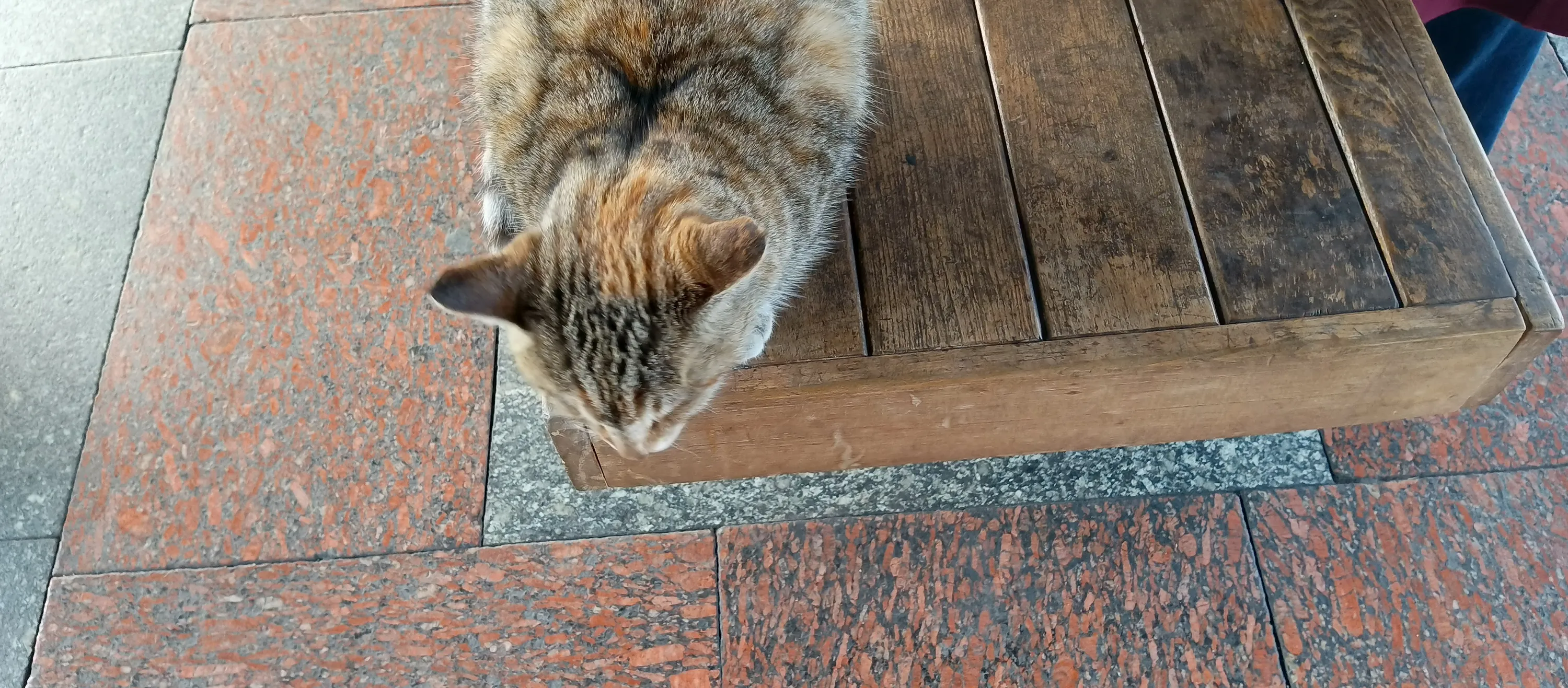 Кошка-метрошка! #1