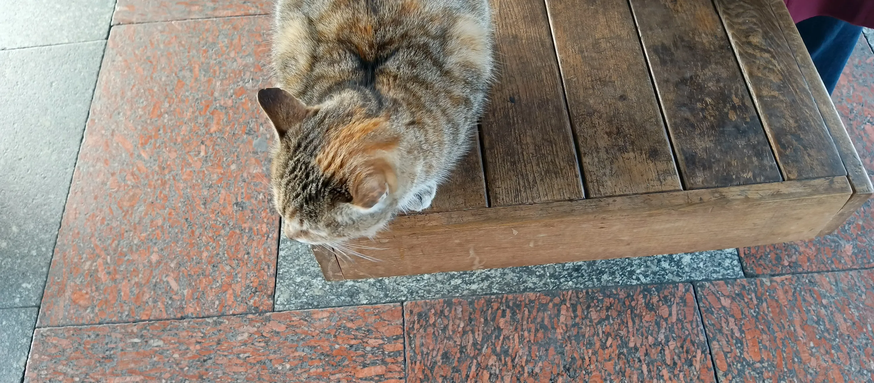 Кошка-метрошка! #3