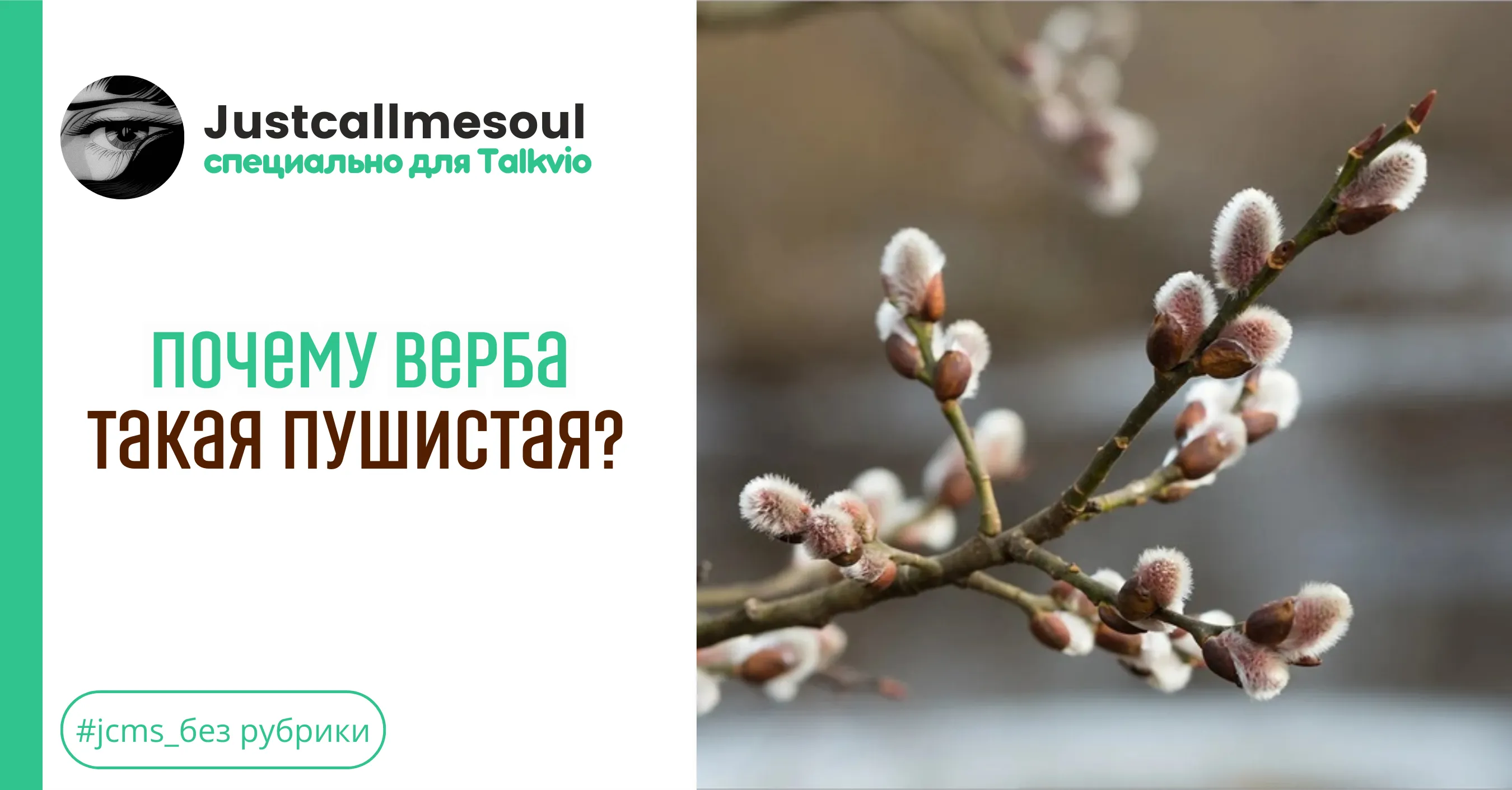 Почему верба такая пушистая? #1