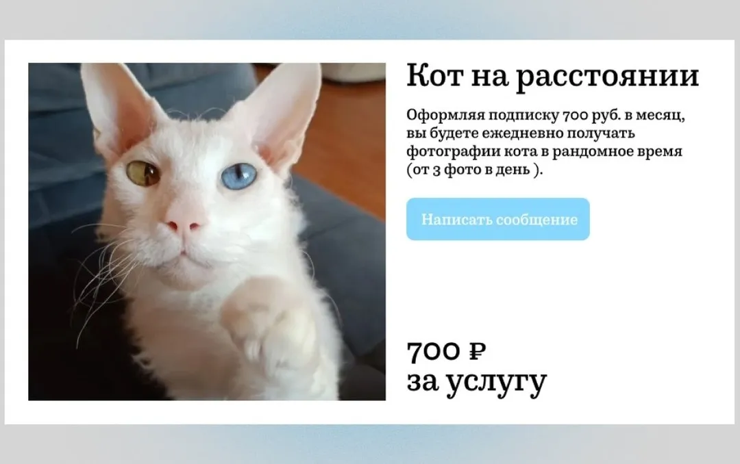Кот на...расстоянии? #1