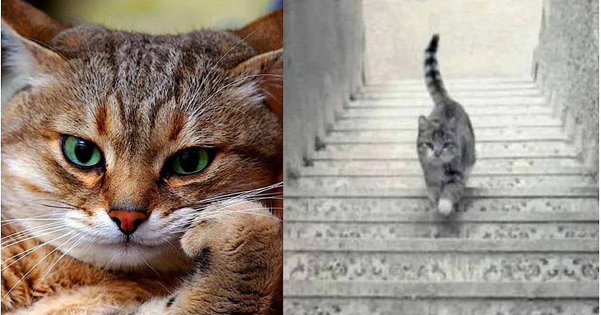 А котя идет вверх или вниз?! #2