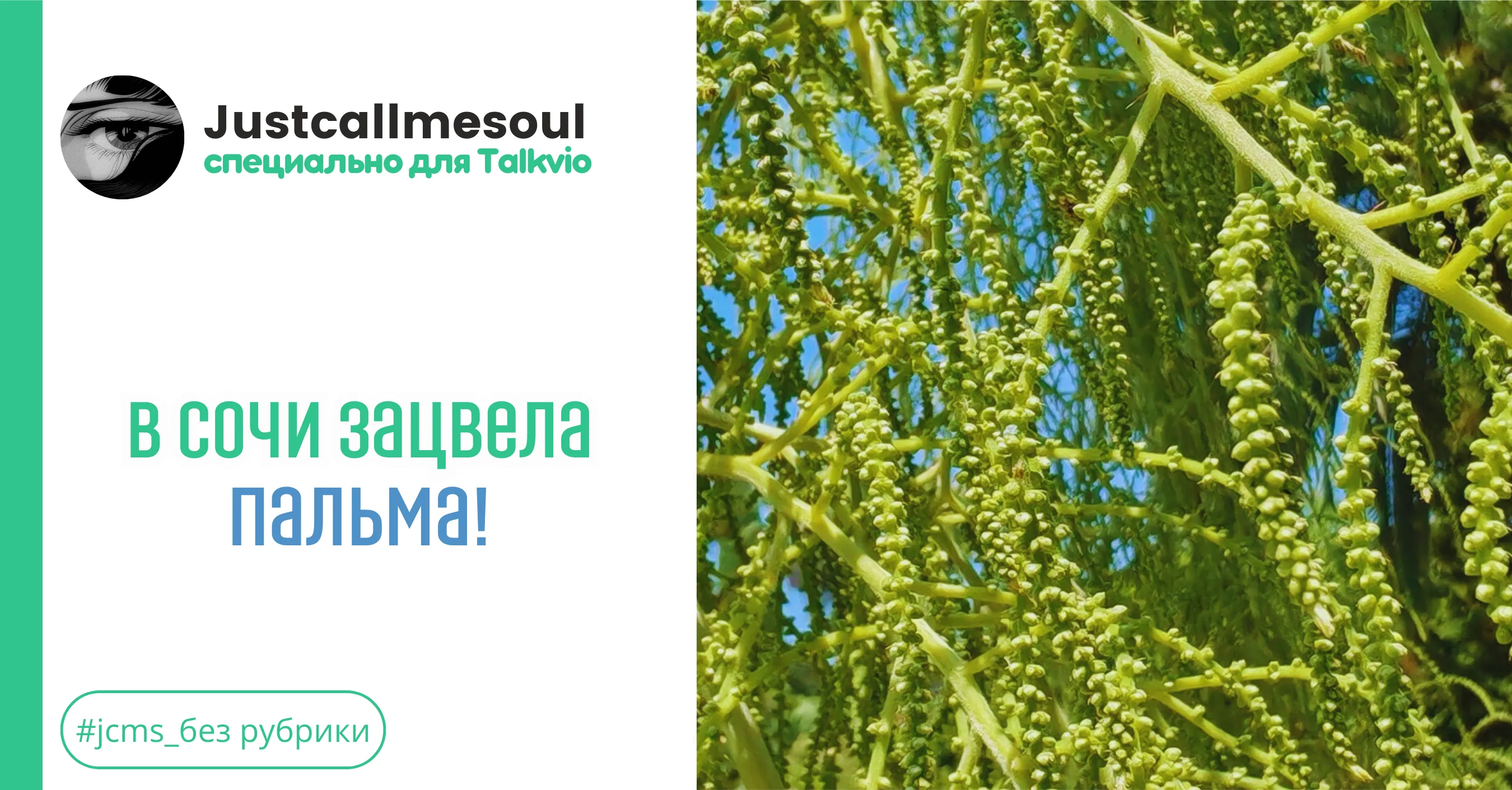 В Сочи зацвела пальма! #1