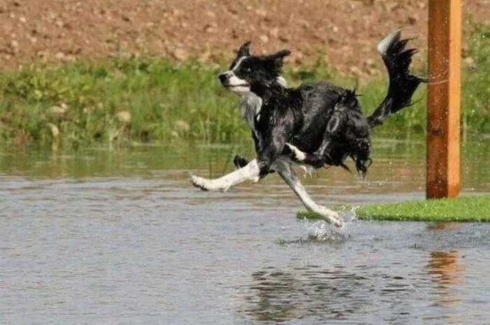 Собака бежит впопыхах